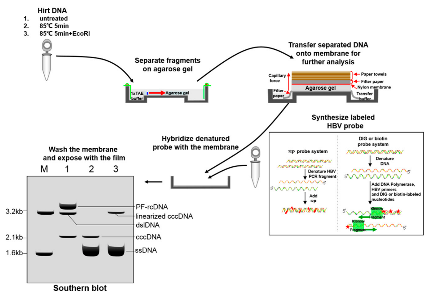 Viruses 09 00139 g004