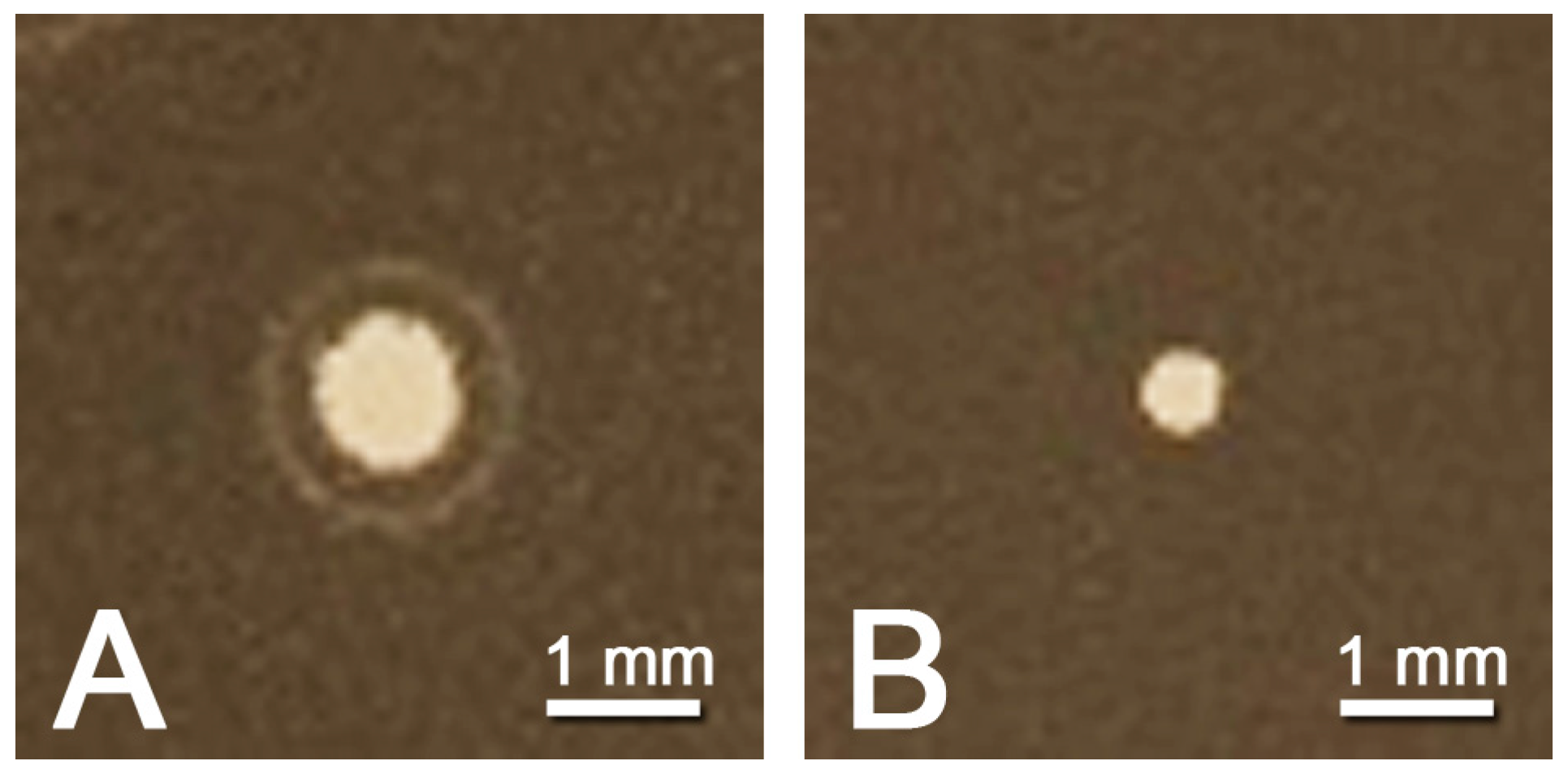 Viruses 09 00146 g002