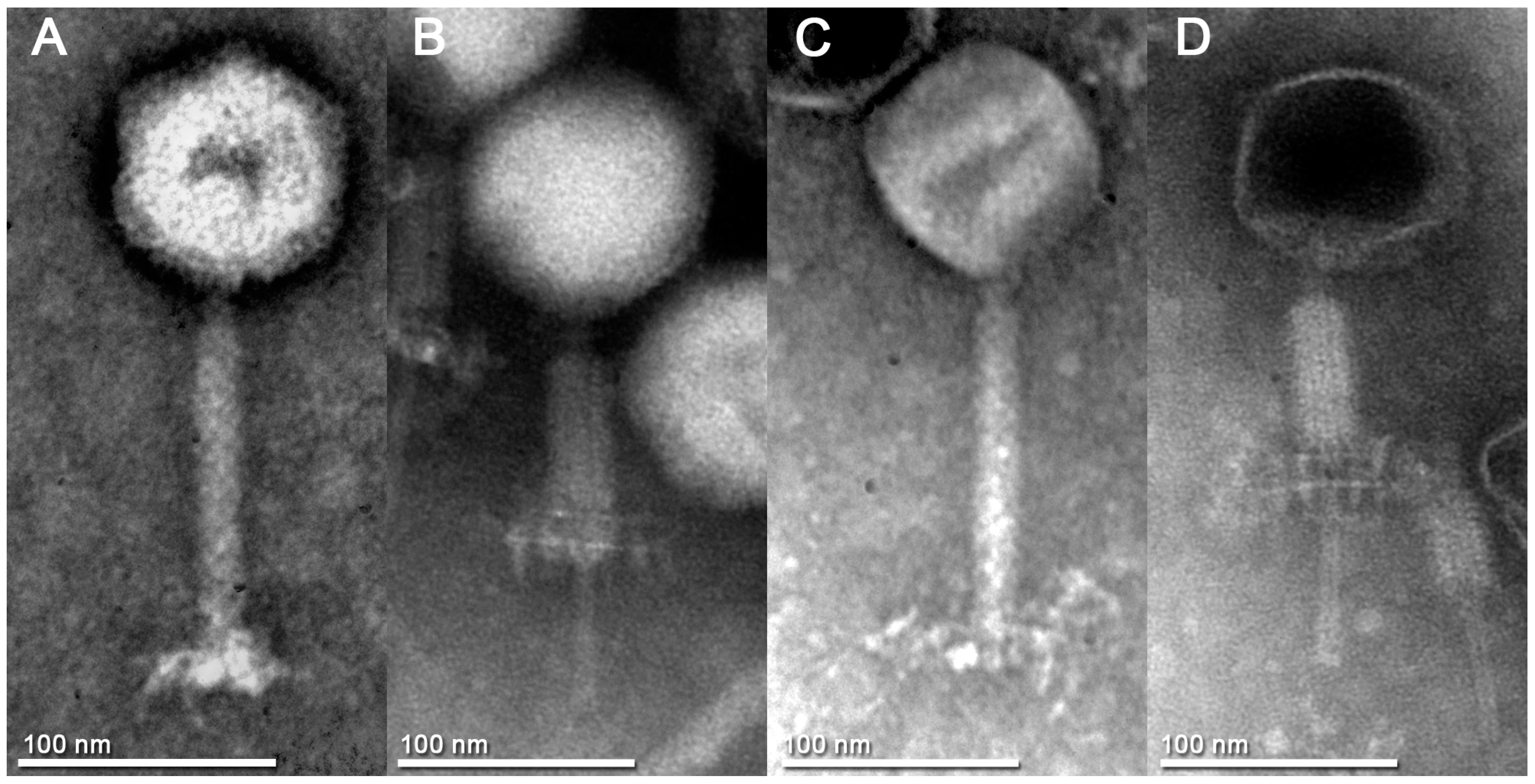 Viruses 09 00146 g003