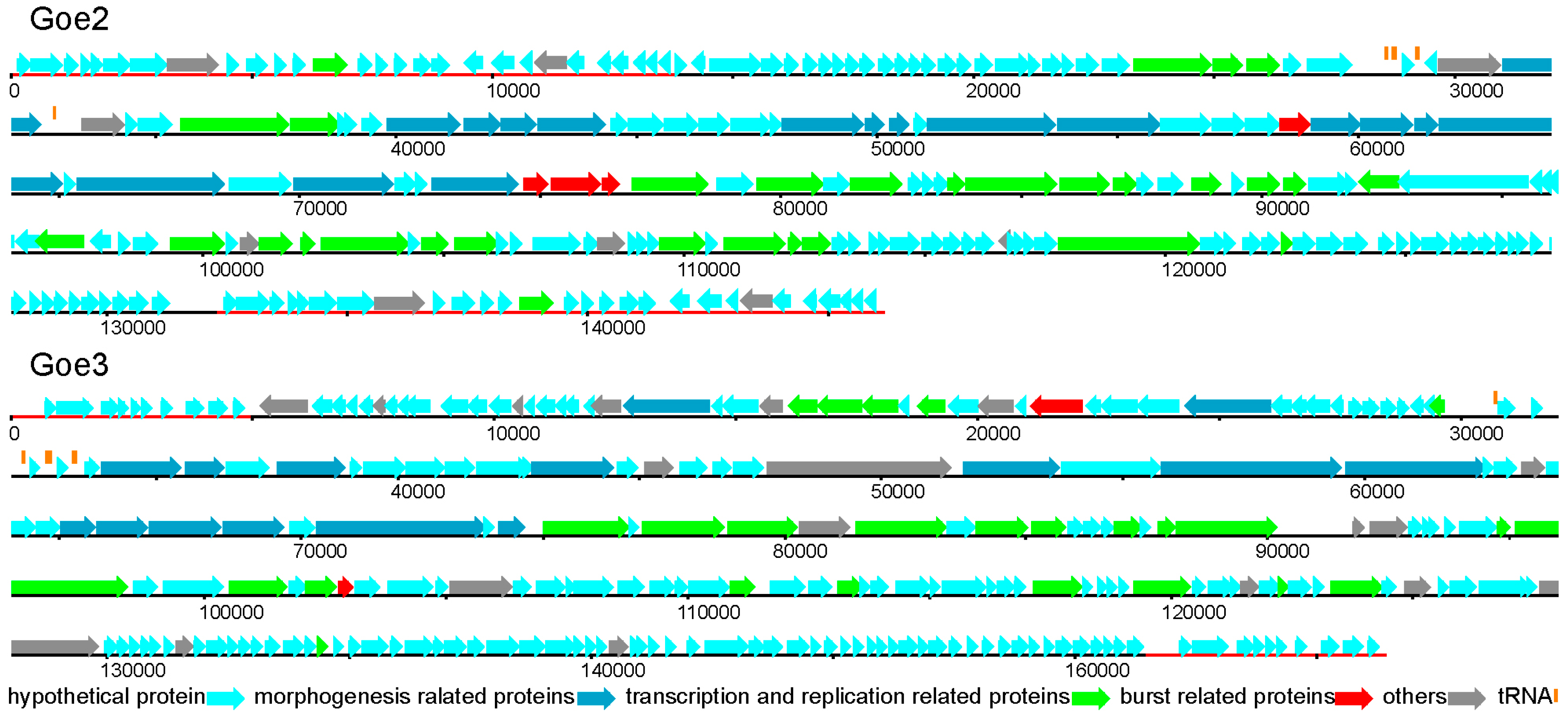 Viruses 09 00146 g004