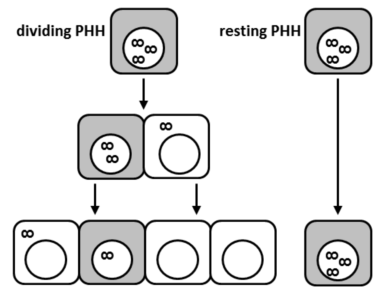 Viruses 09 00156 g001