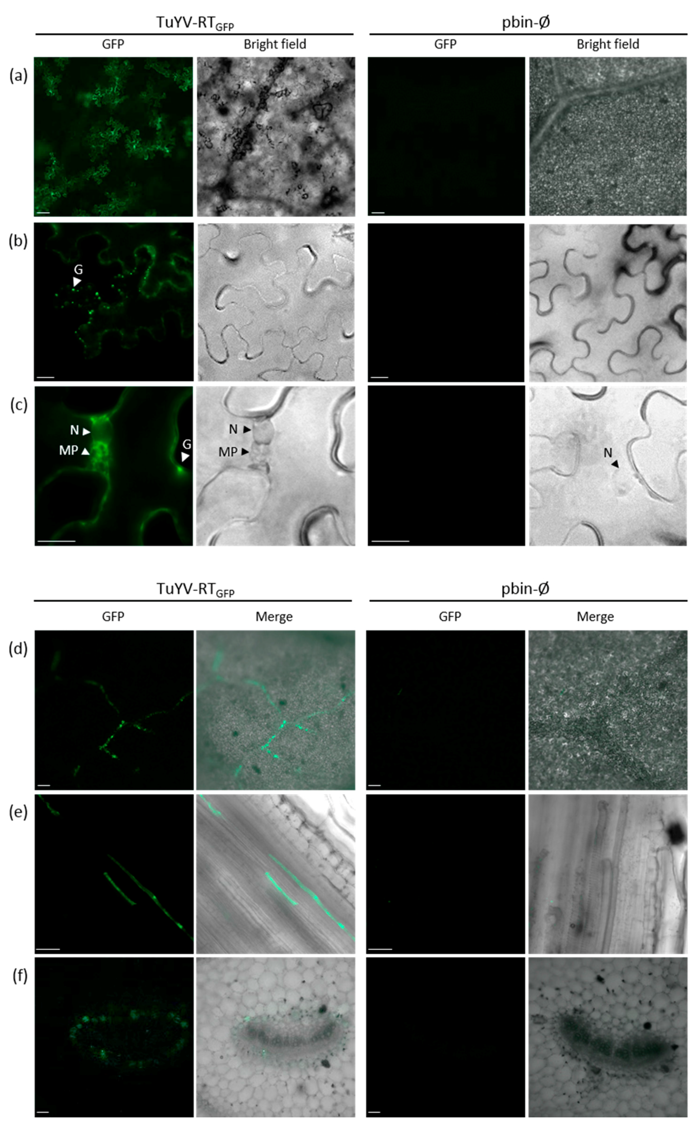 Viruses 09 00166 g004