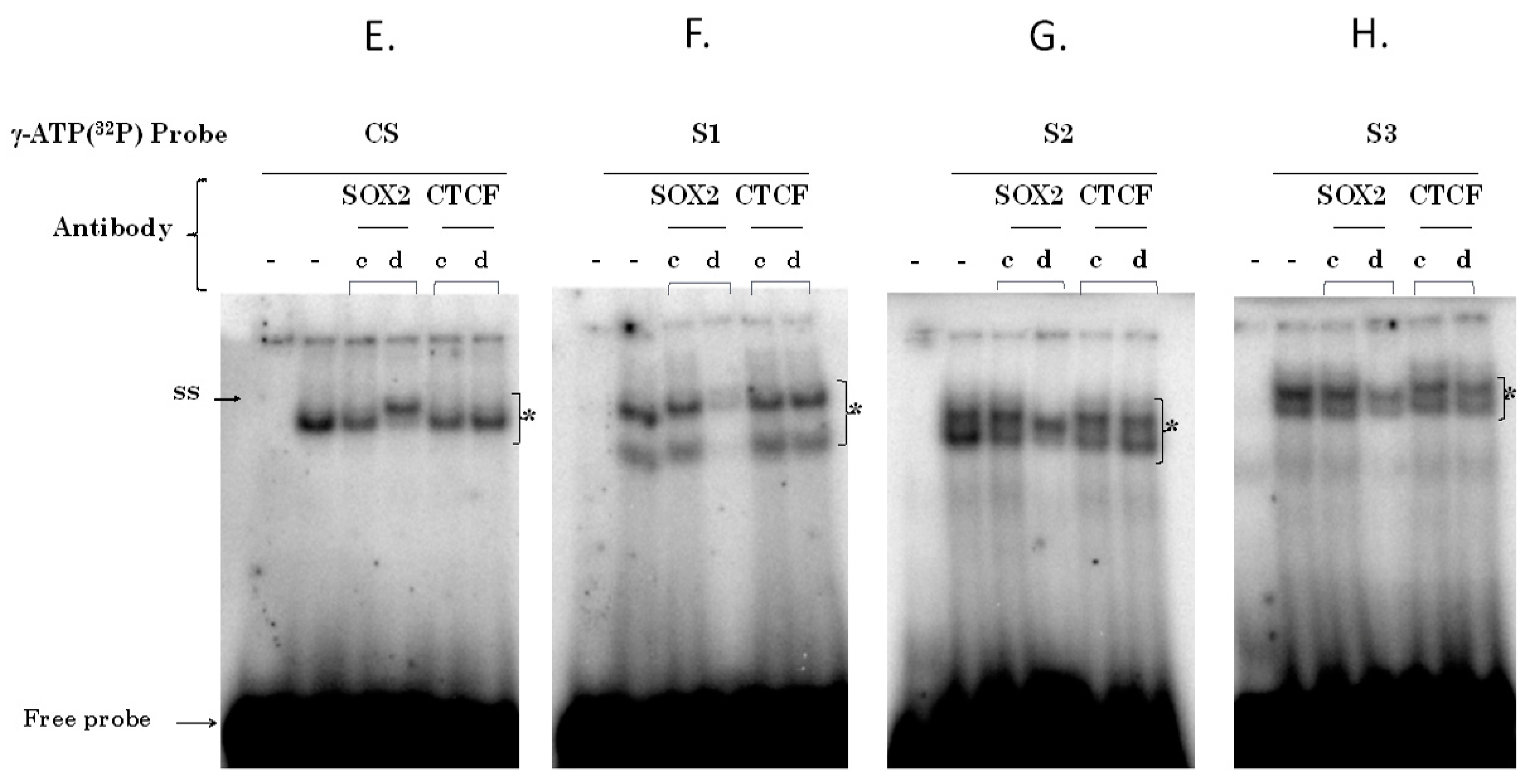 Viruses 09 00175 g003b
