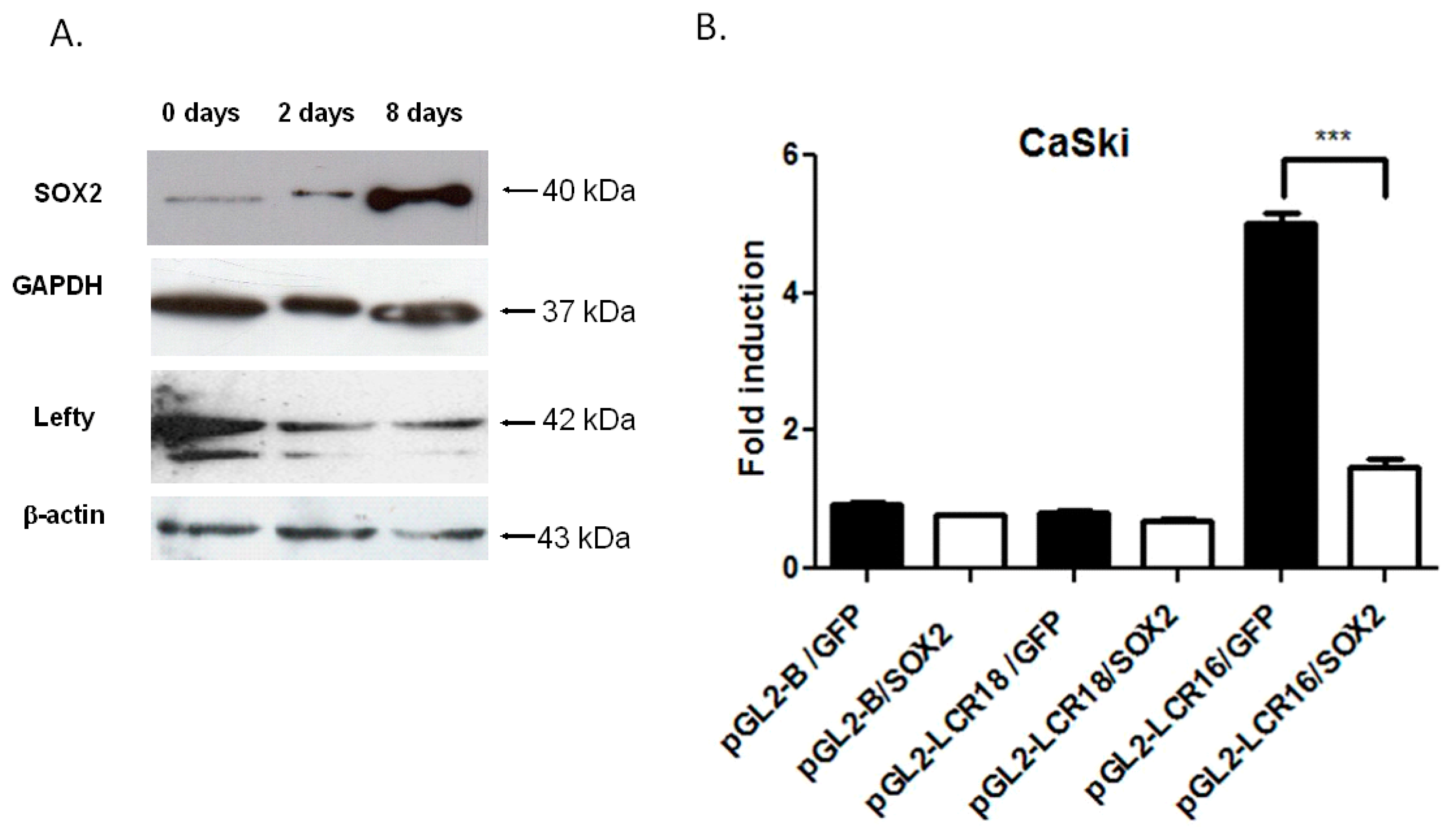 Viruses 09 00175 g005