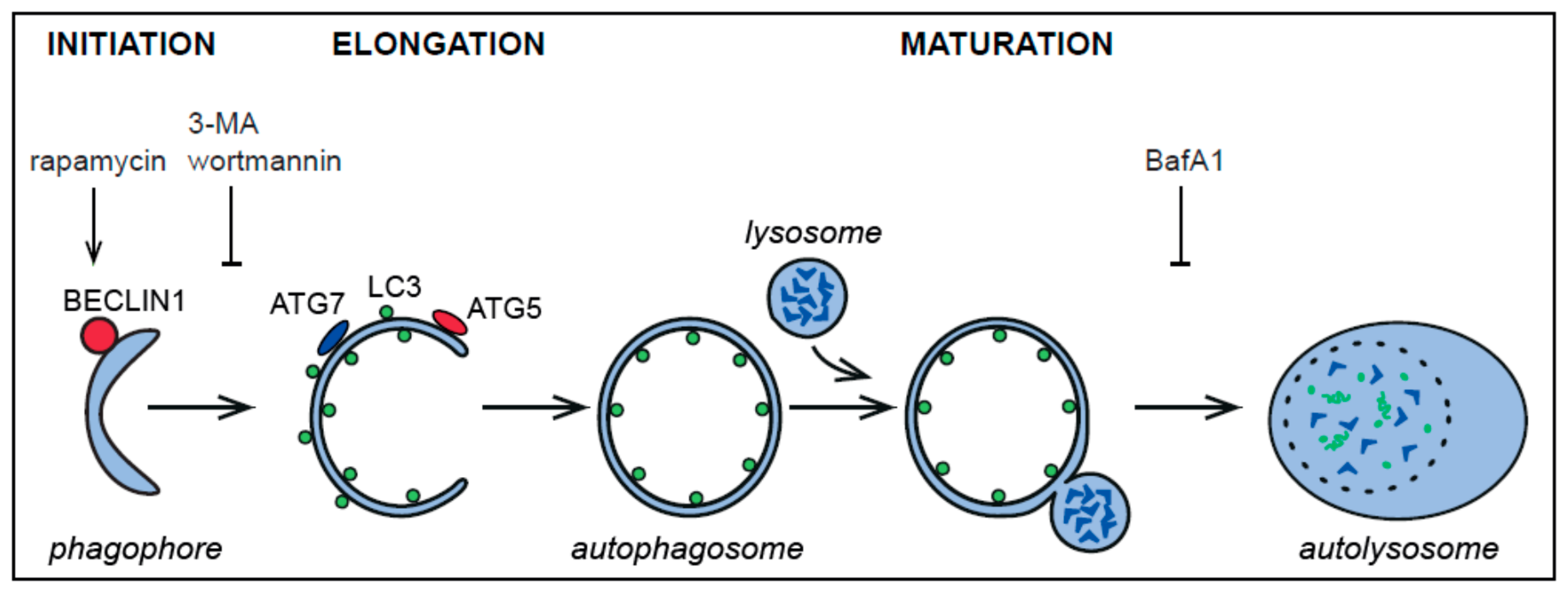 Viruses 09 00182 g003