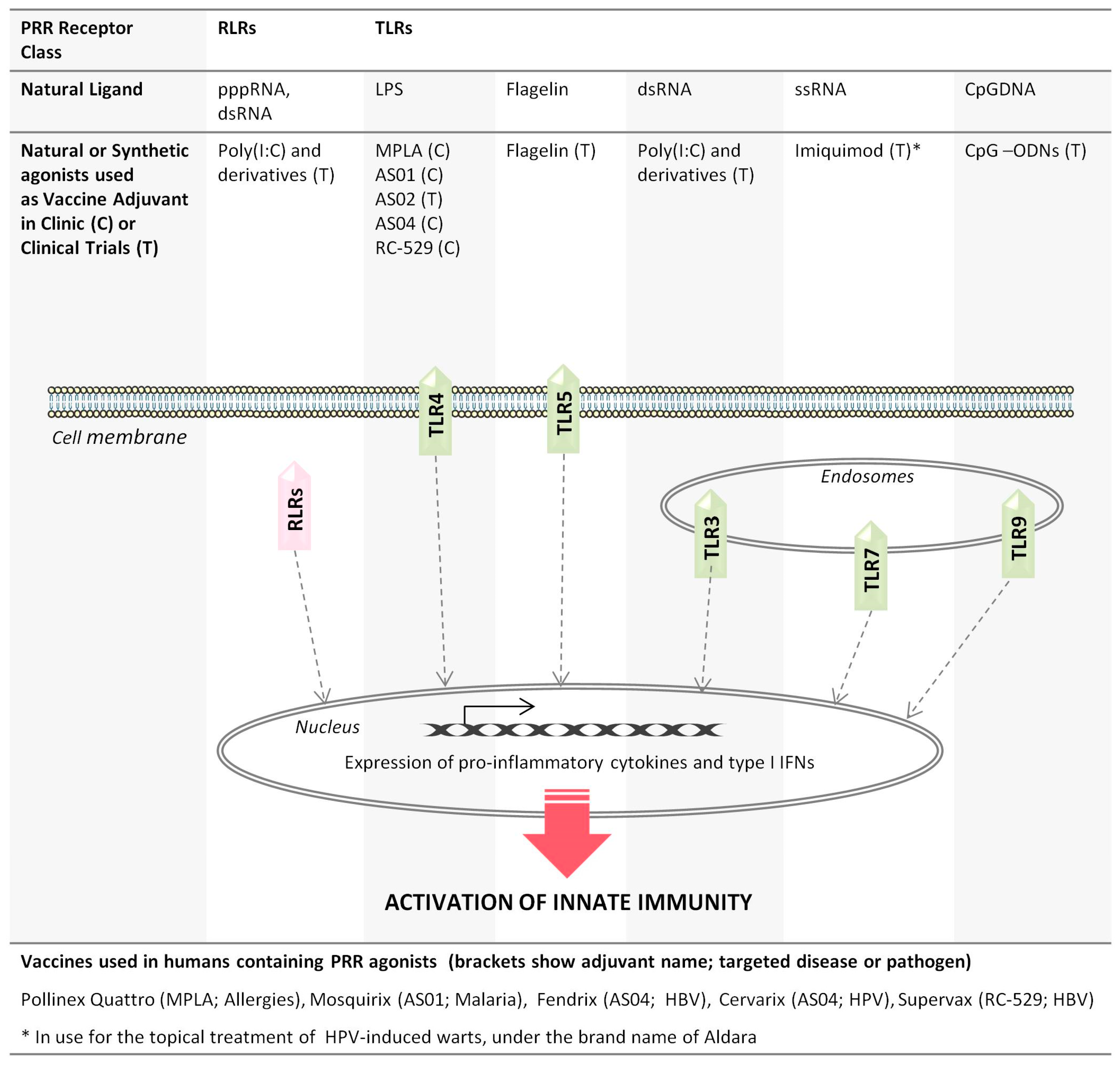 Viruses 09 00186 g001