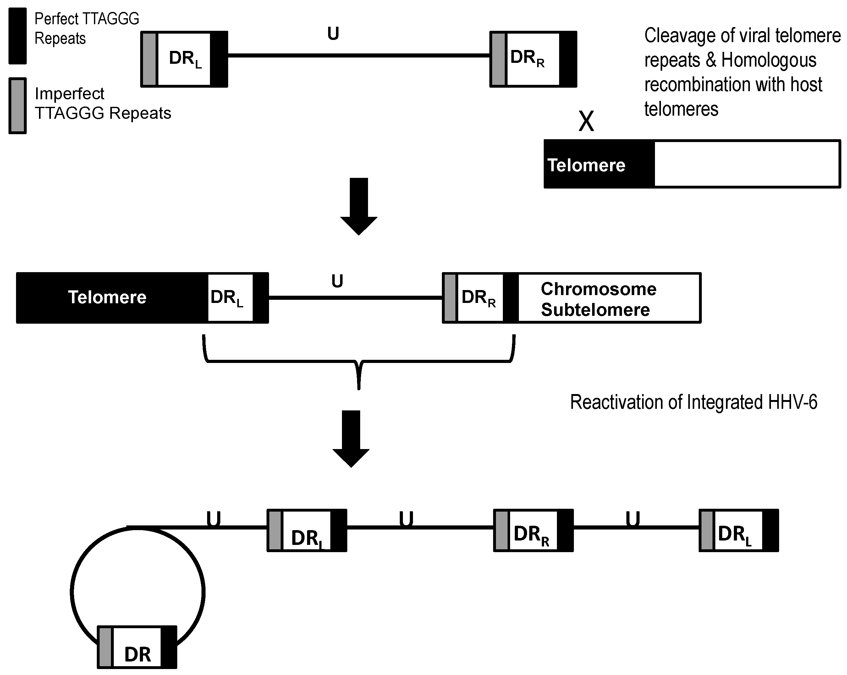 Viruses 09 00194 g002