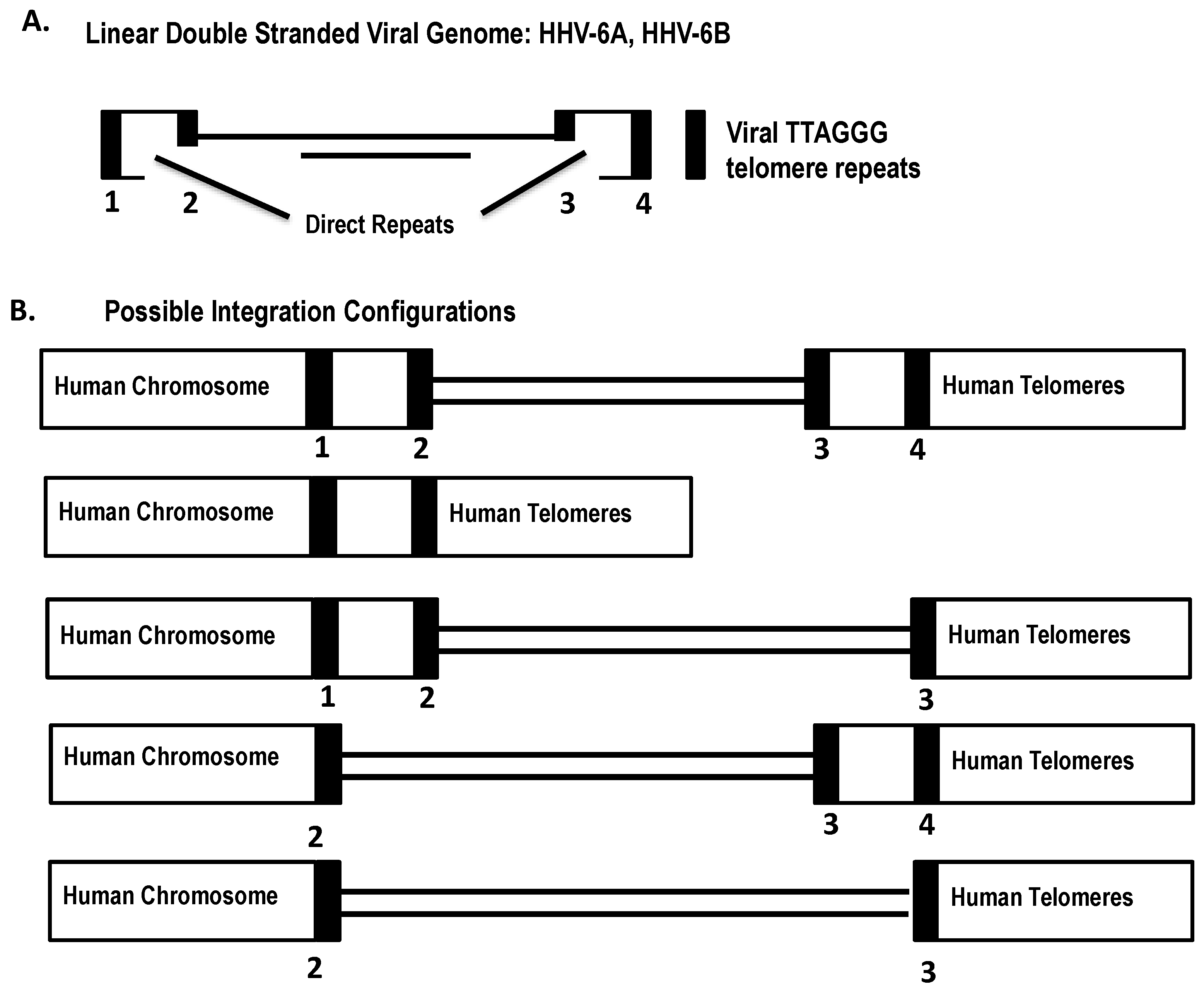 Viruses 09 00194 g003