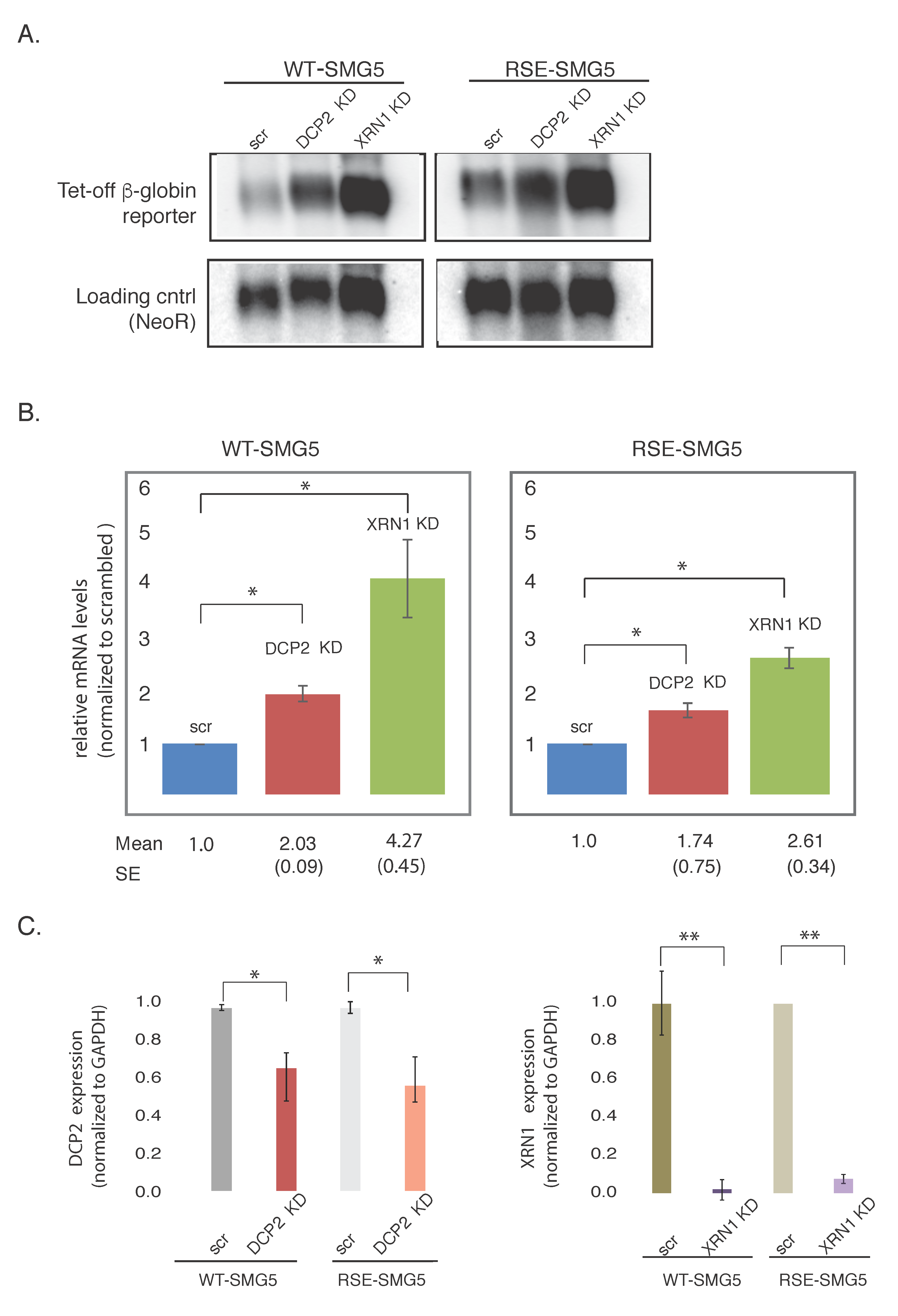 Viruses 09 00204 g003