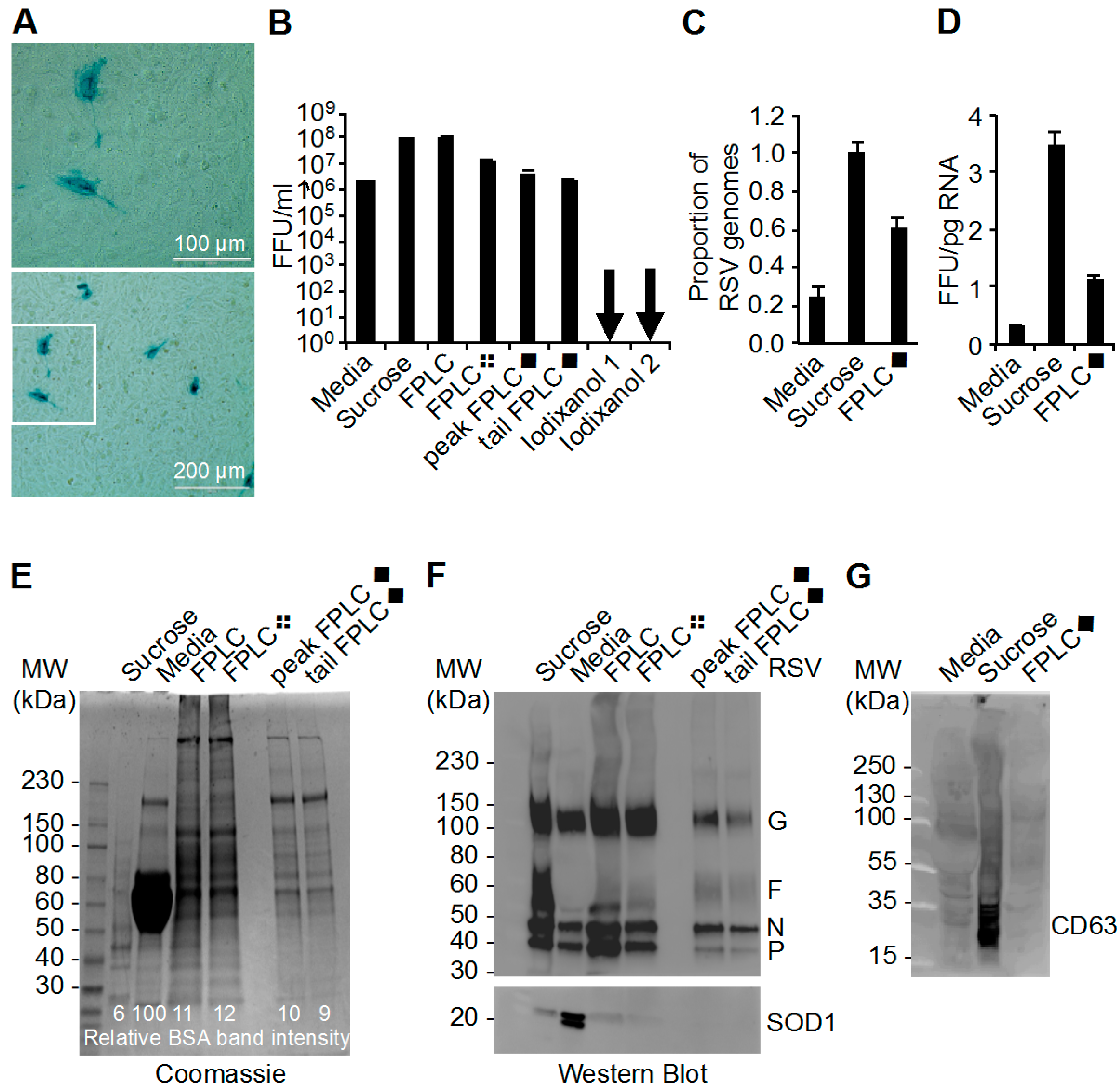 Viruses 09 00207 g002