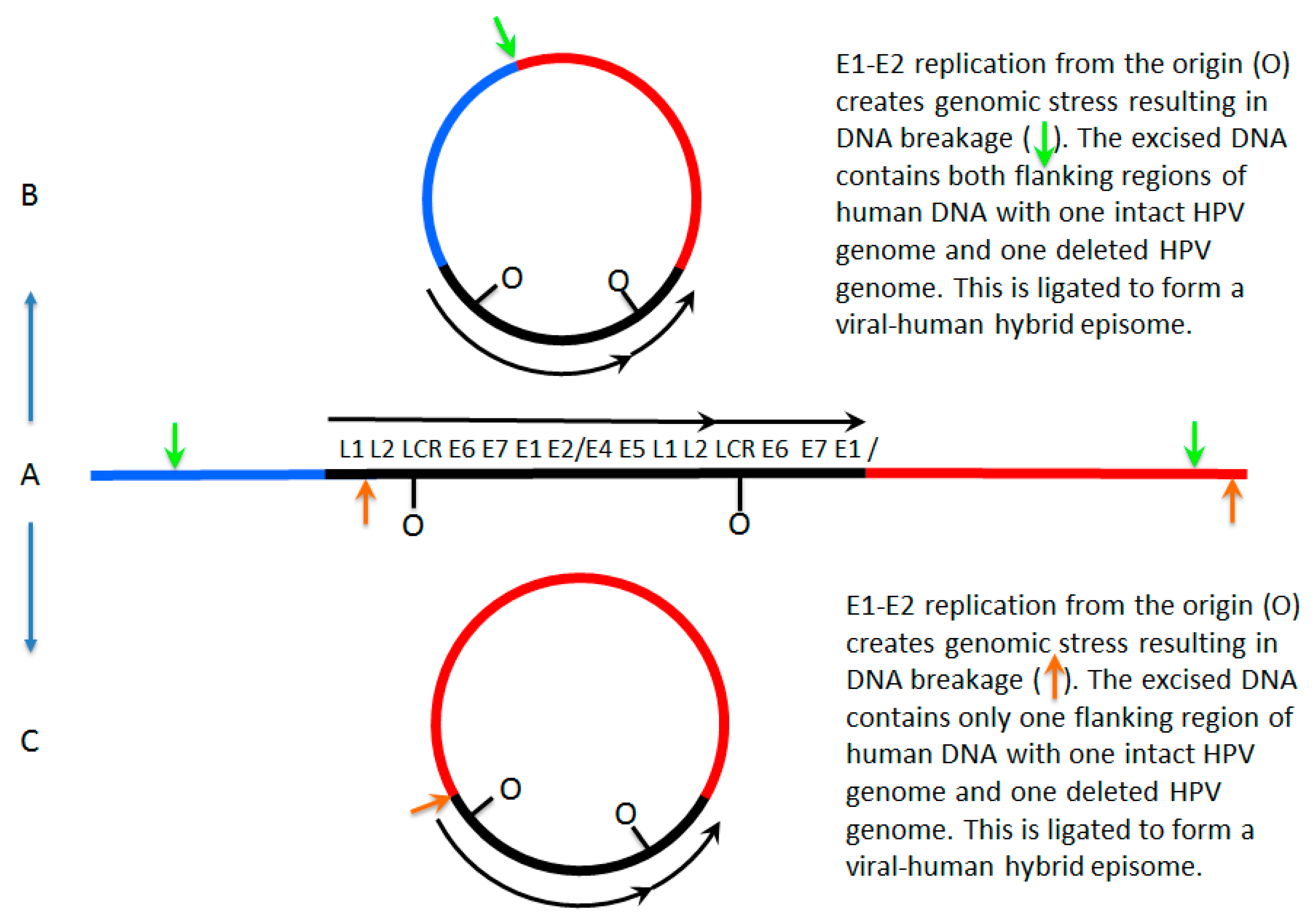 Viruses 09 00208 g001