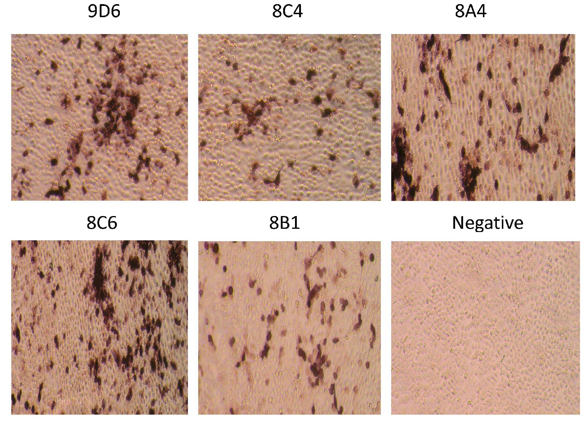 Viruses 09 00209 g003