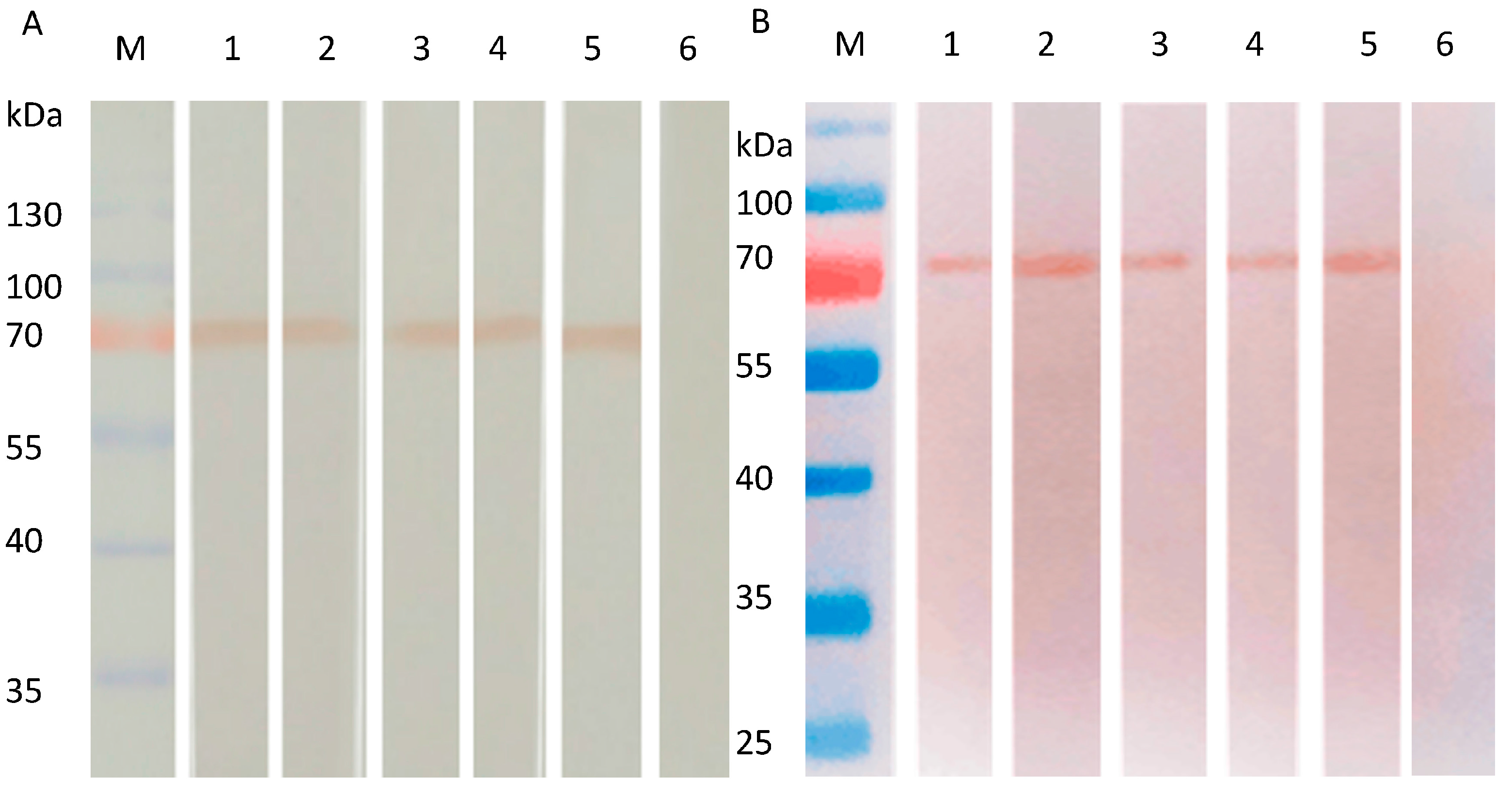 Viruses 09 00209 g004