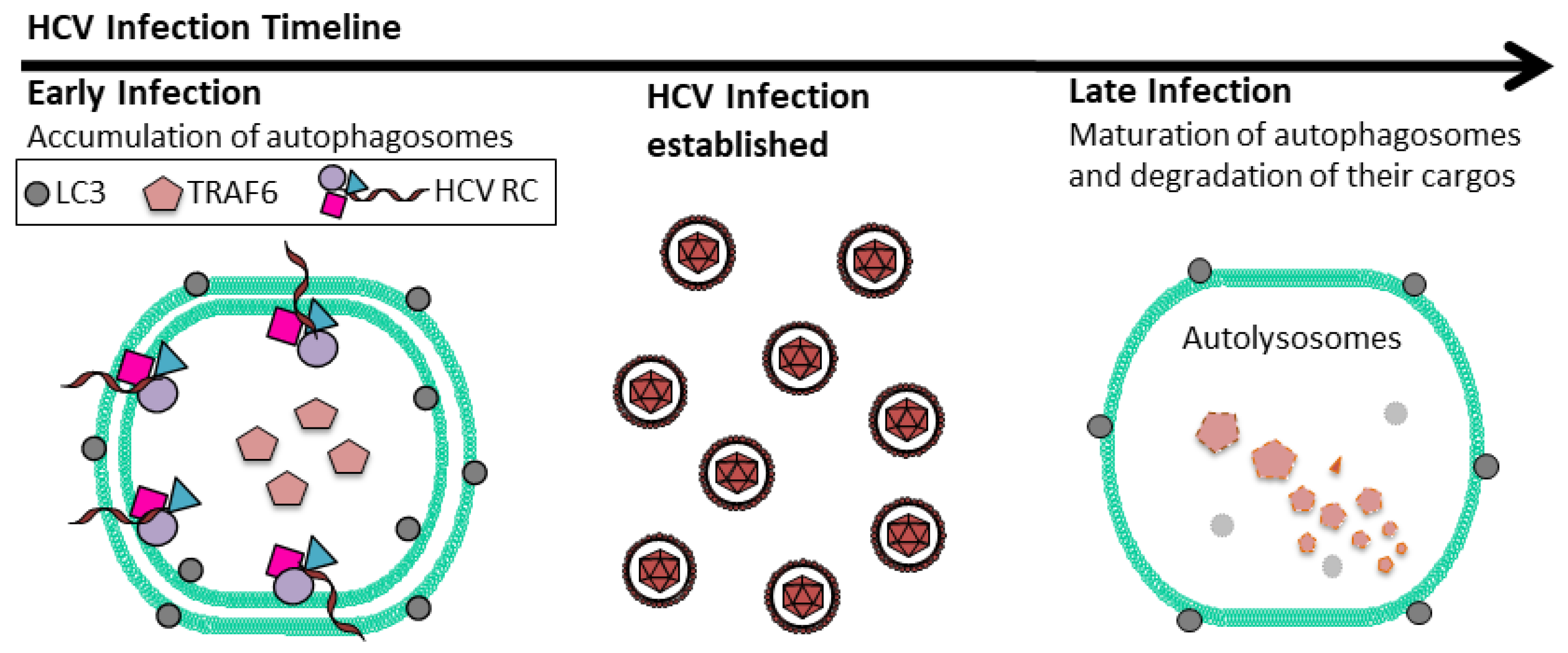 Viruses 09 00224 g002