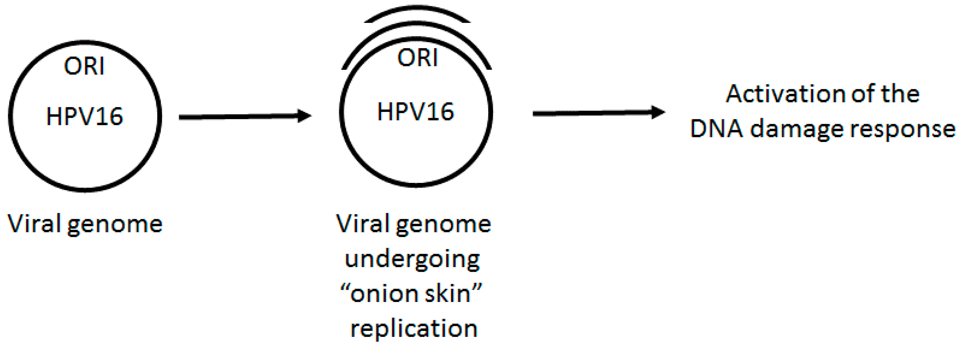 Viruses 09 00268 g001