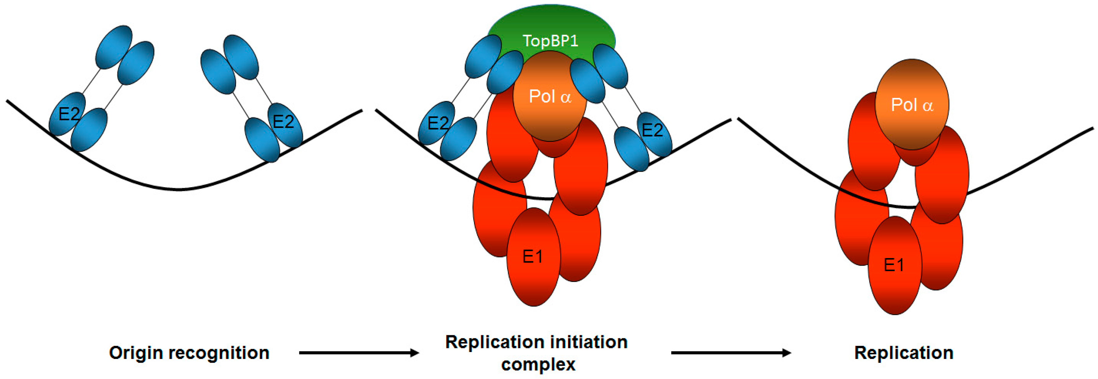 Viruses 09 00268 g002