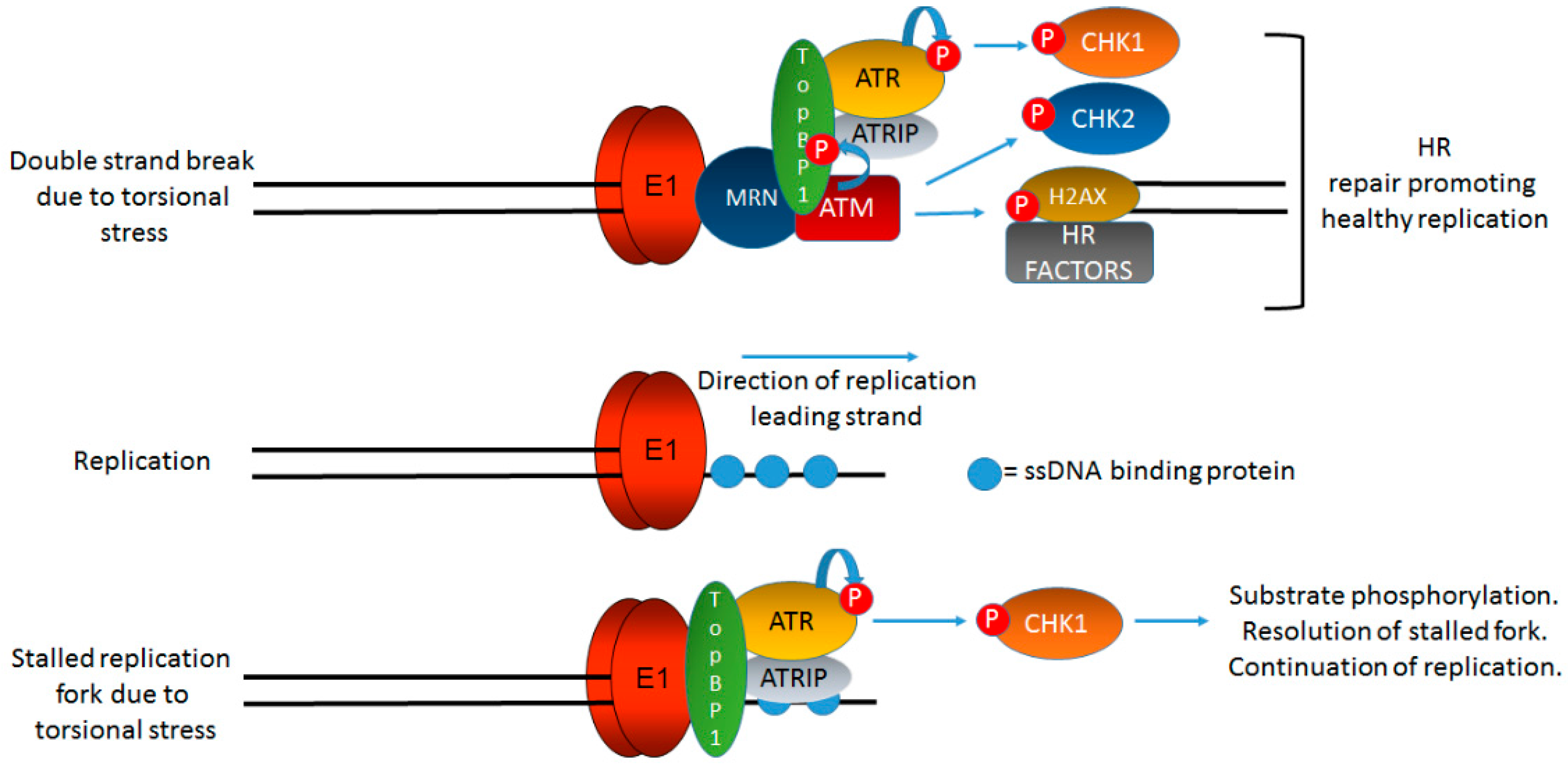 Viruses 09 00268 g003