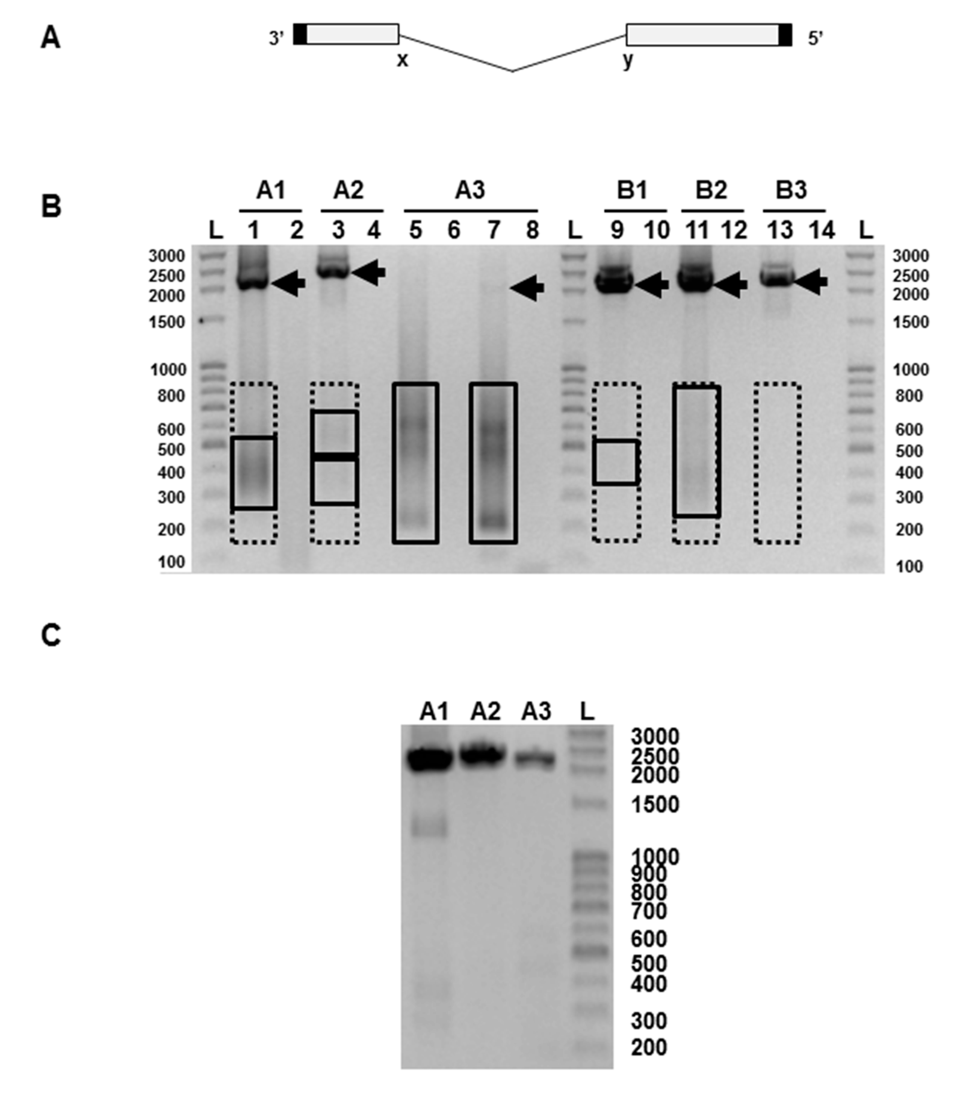 Viruses 09 00269 g001