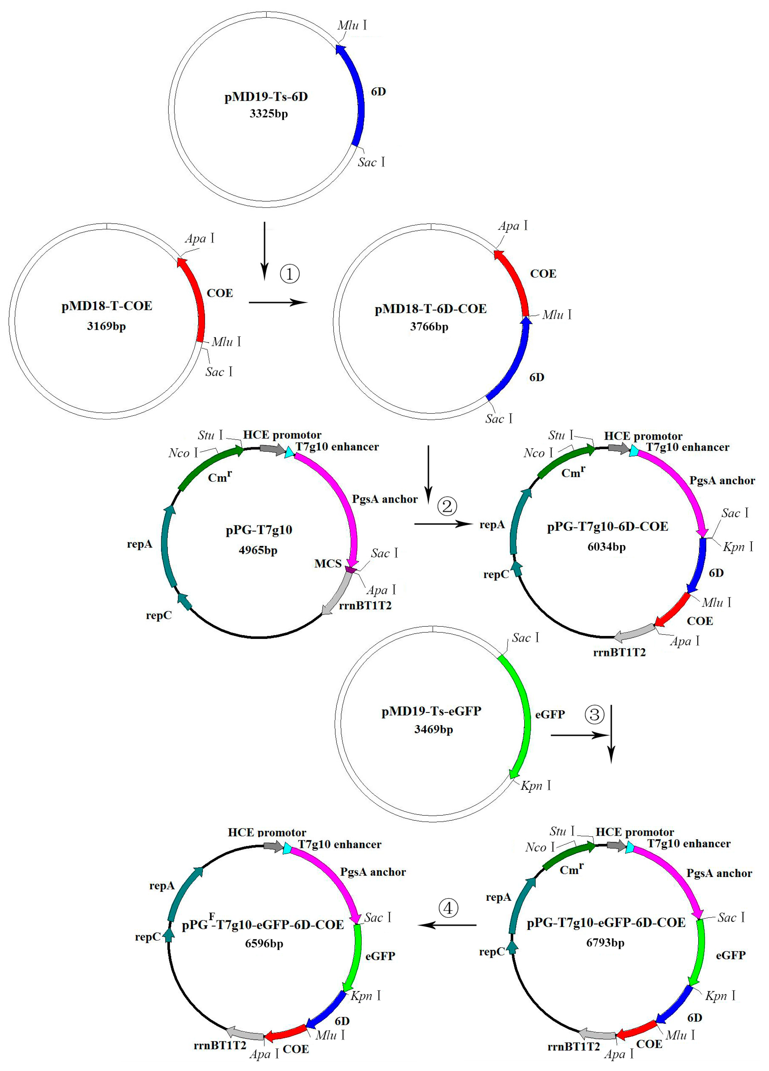 Viruses 09 00274 g001