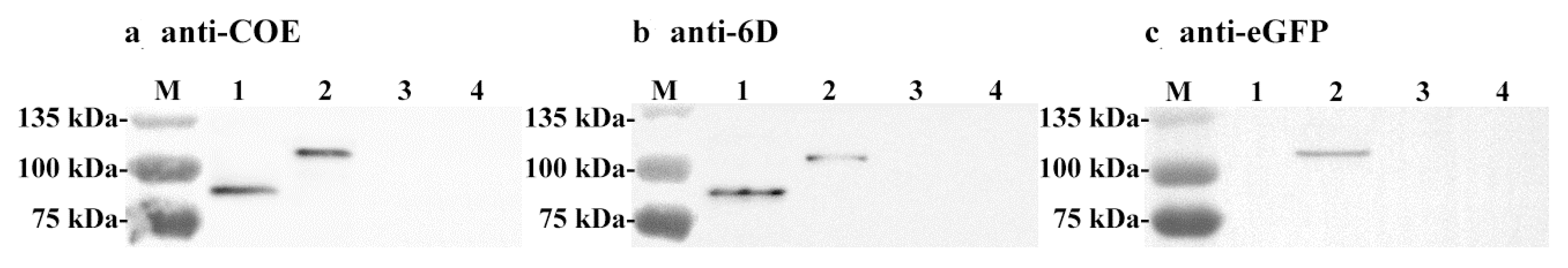Viruses 09 00274 g003