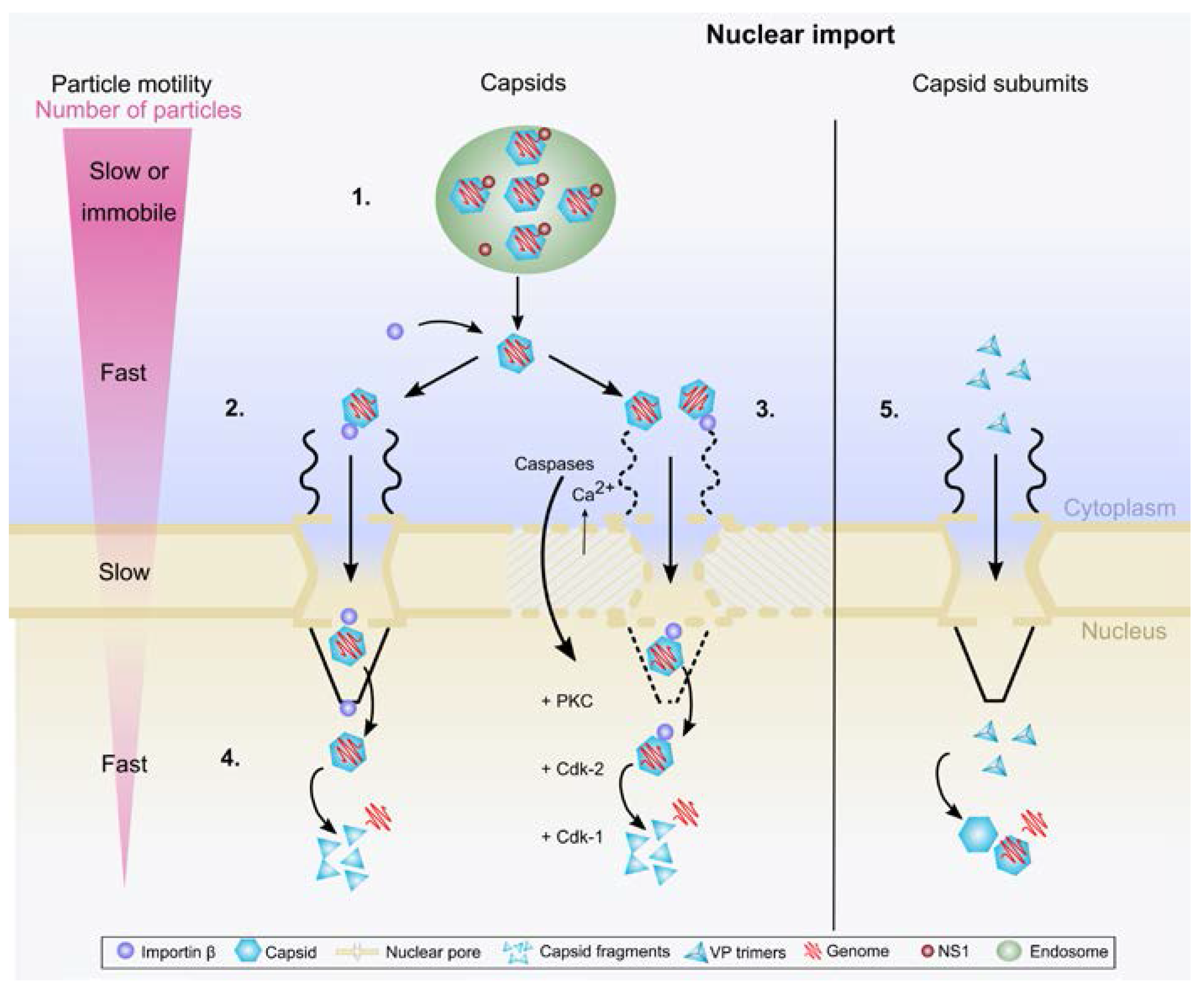 Viruses 09 00286 g001 Viruses 09 00286 g001
