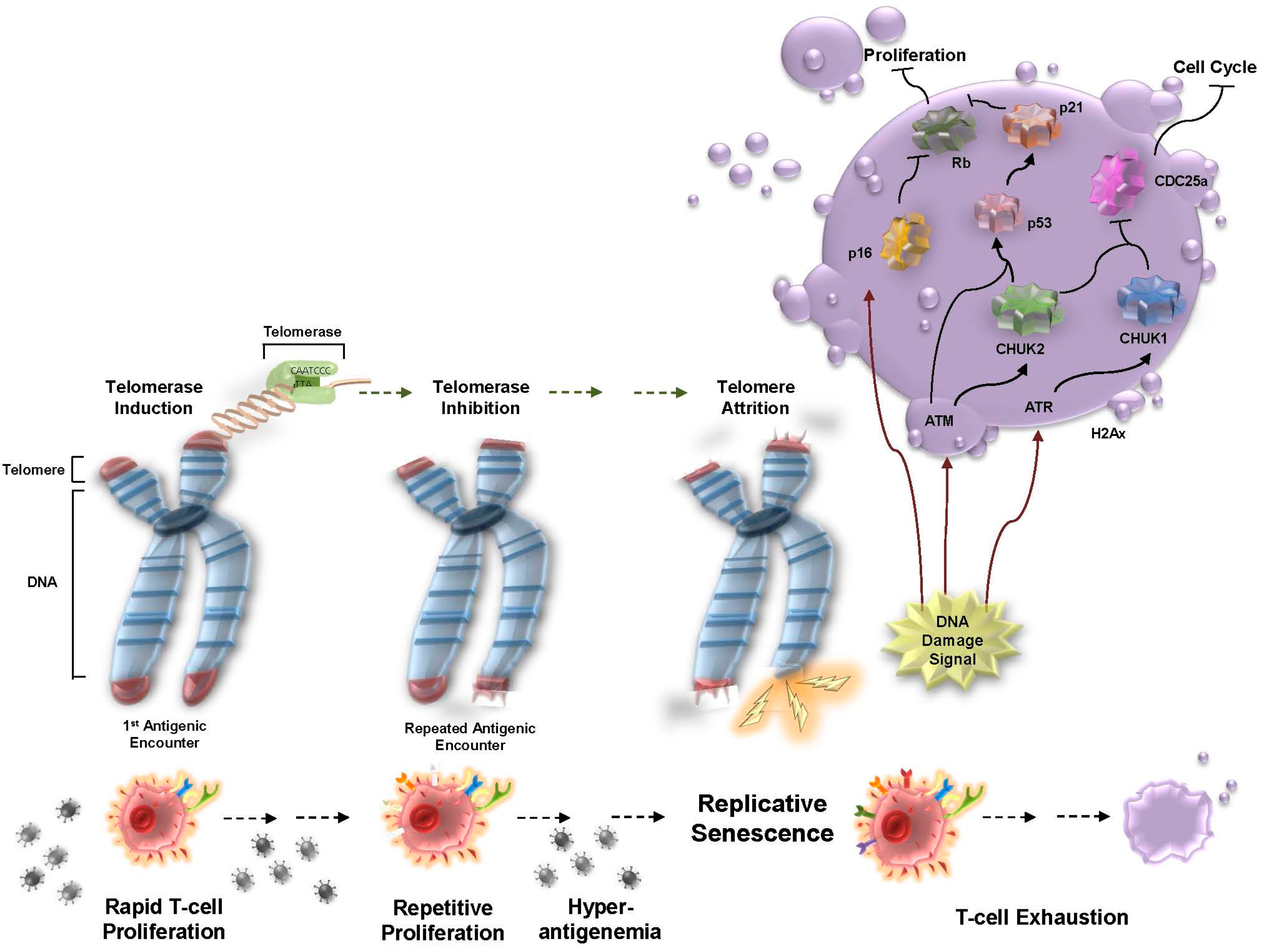 Viruses 09 00289 g002