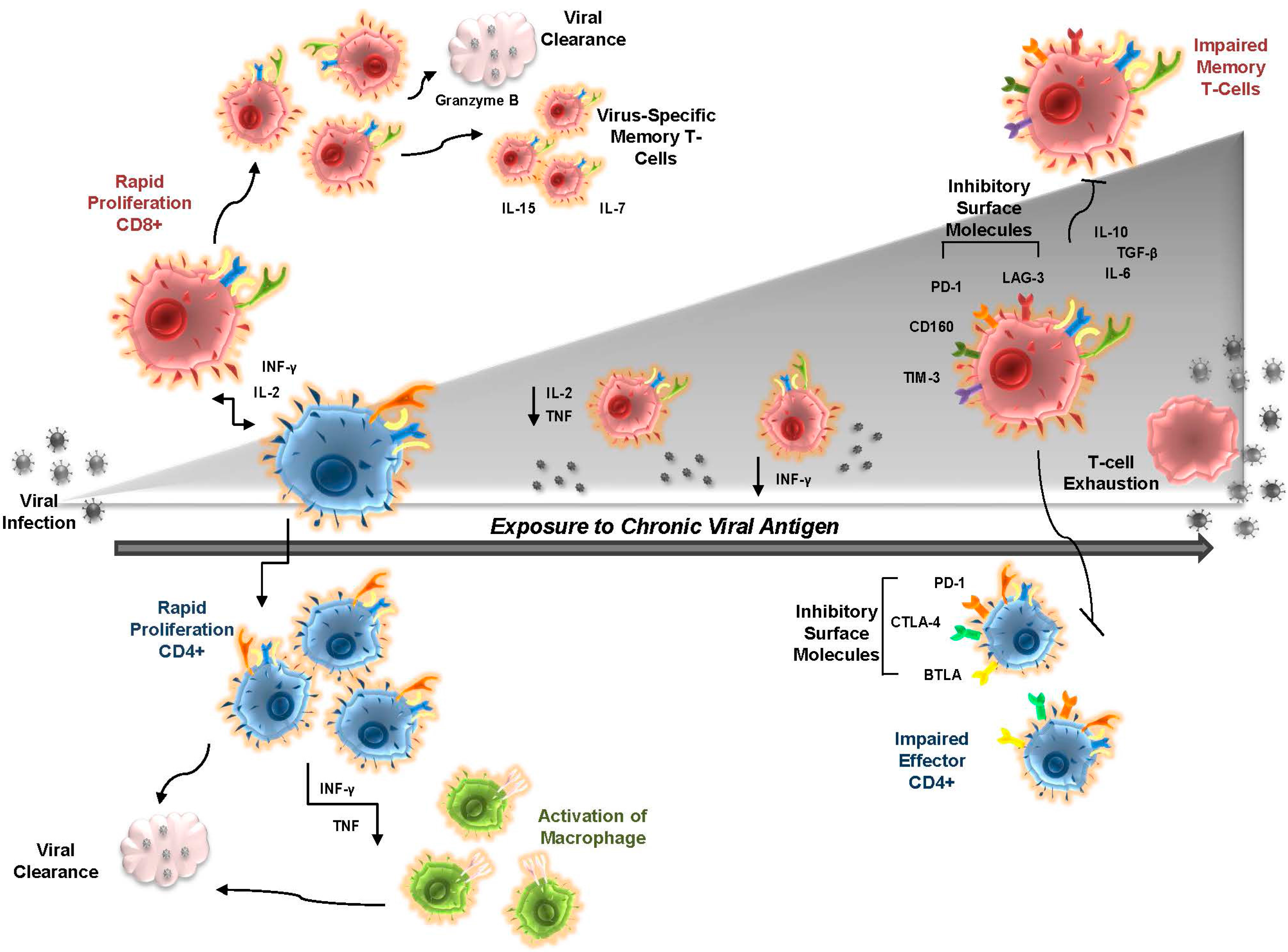 Viruses 09 00289 g003