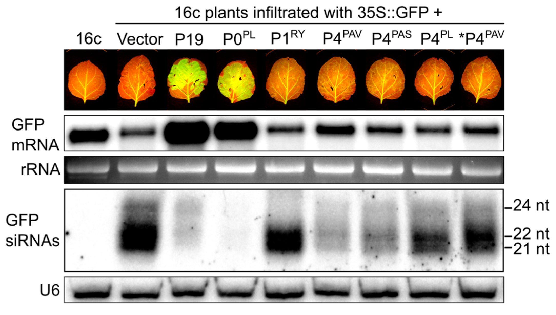 Viruses 09 00294 g006