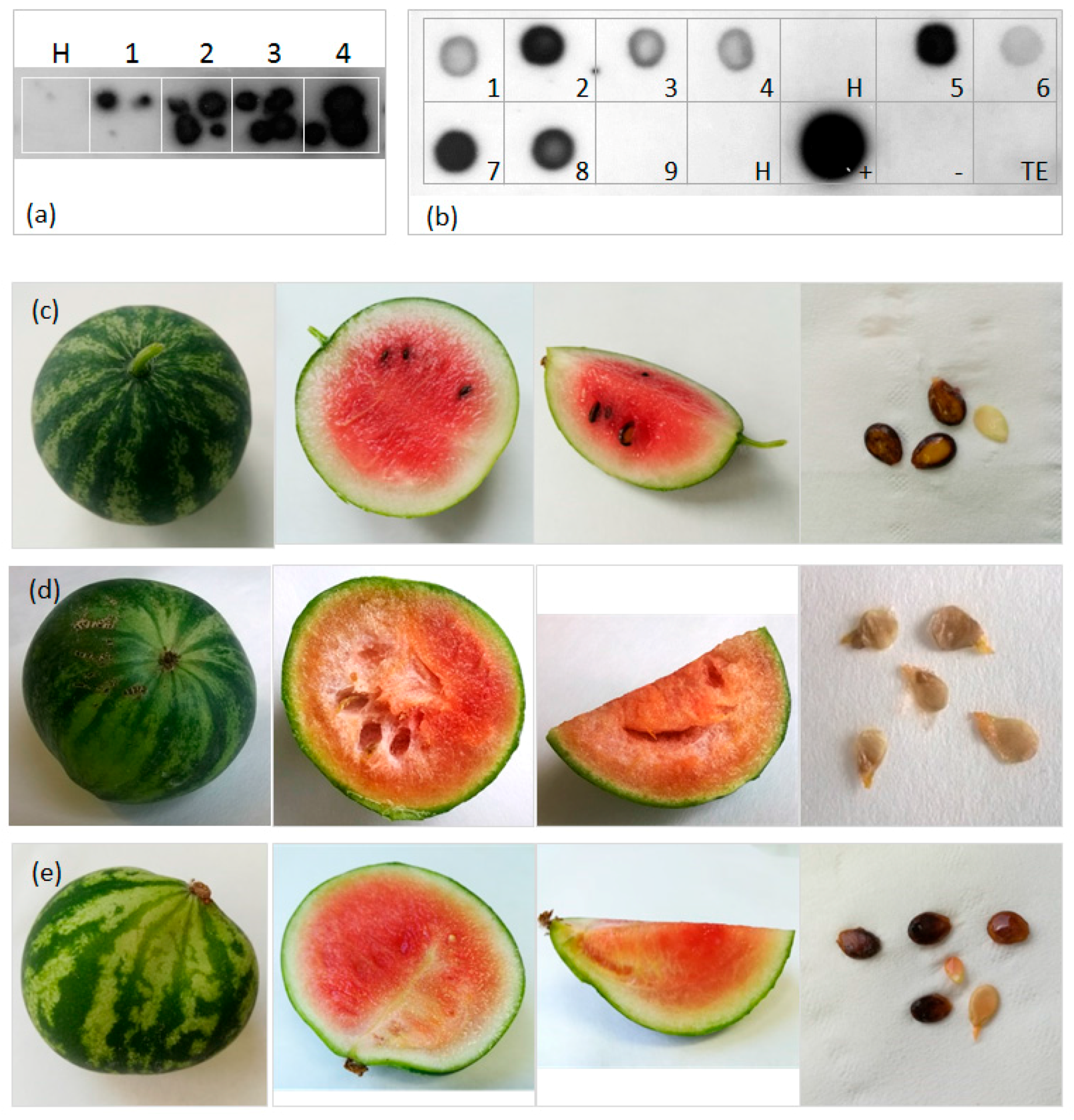 Viruses 09 00311 g004