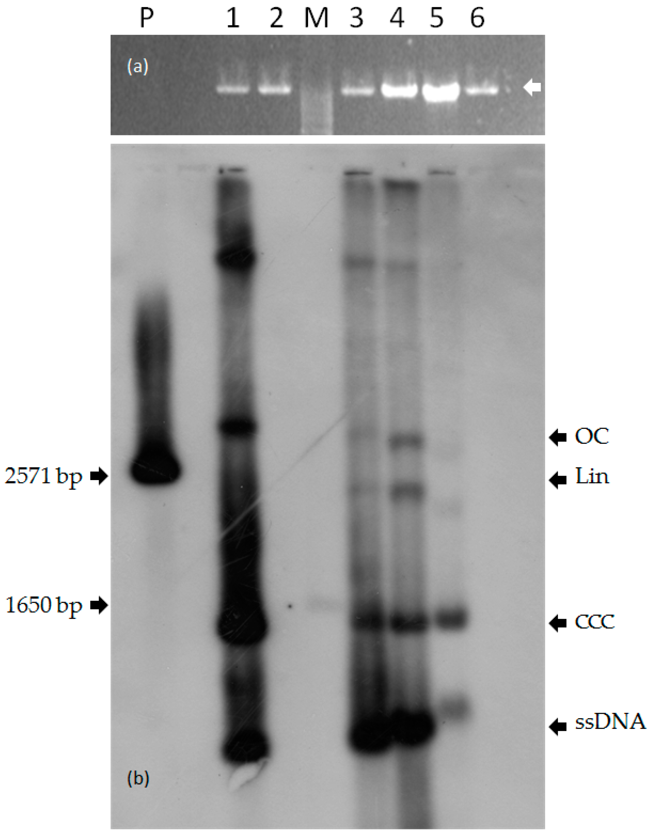 Viruses 09 00311 g005