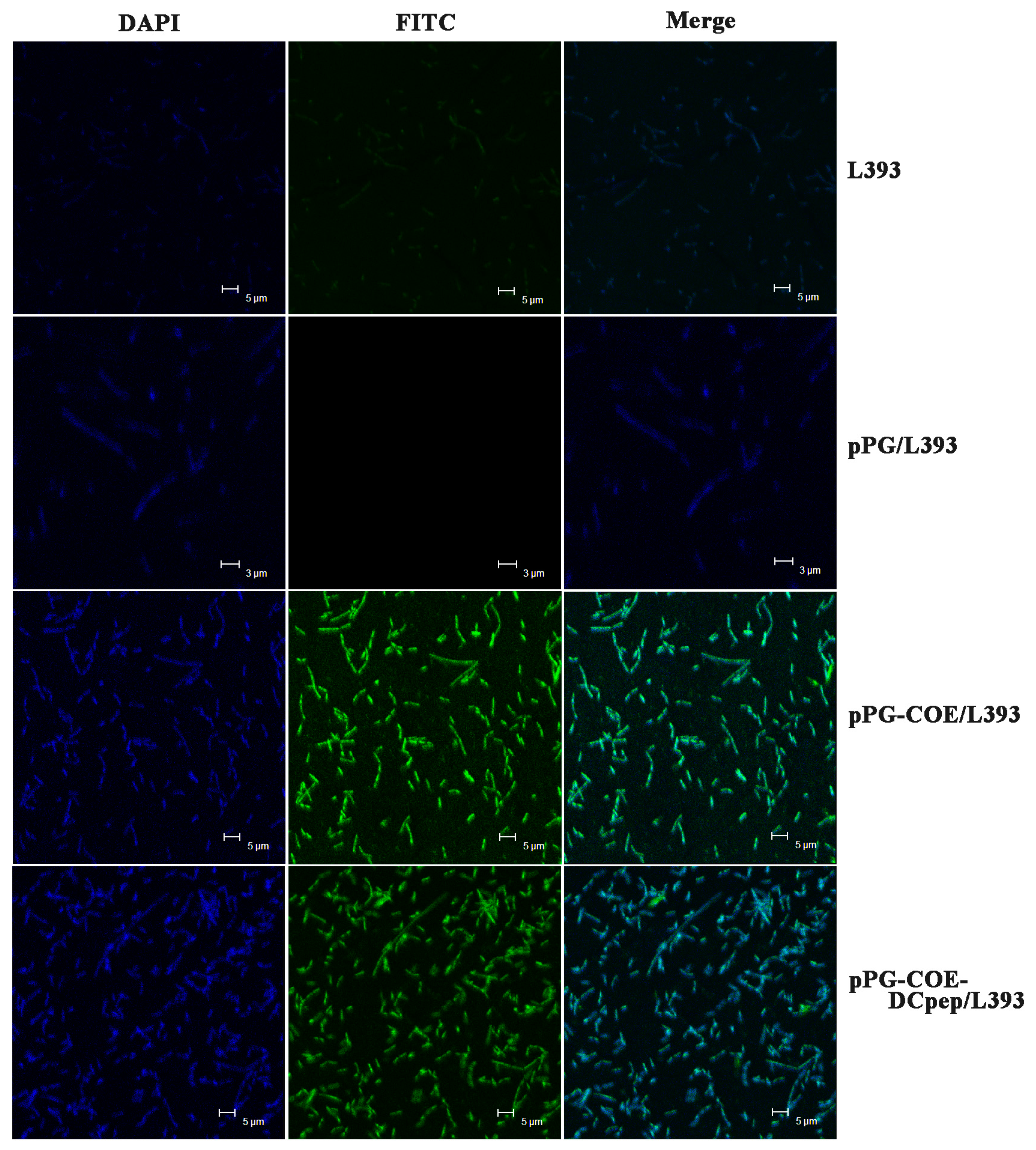 Viruses 09 00312 g003