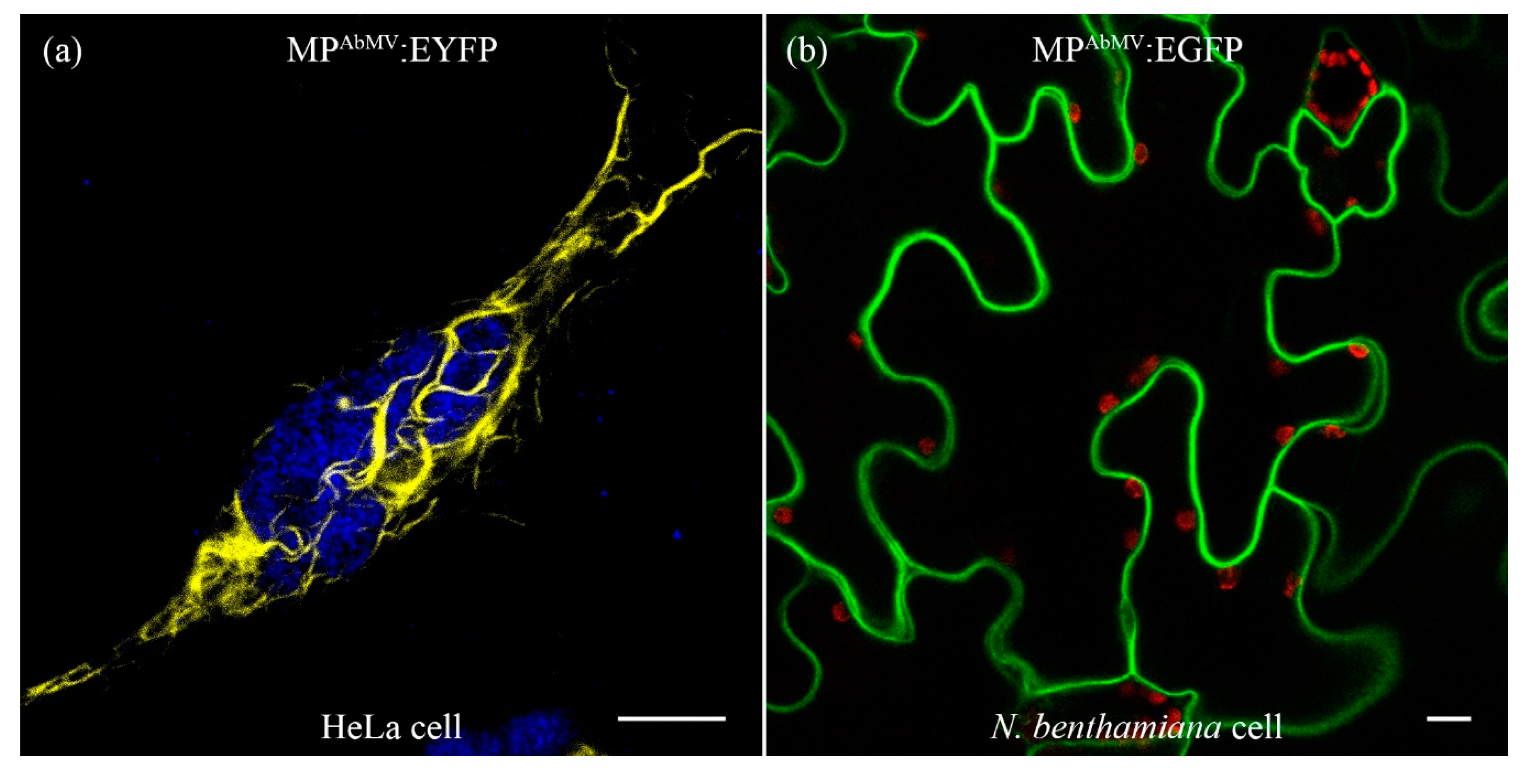 Viruses 09 00334 g001 Viruses 09 00334 g001