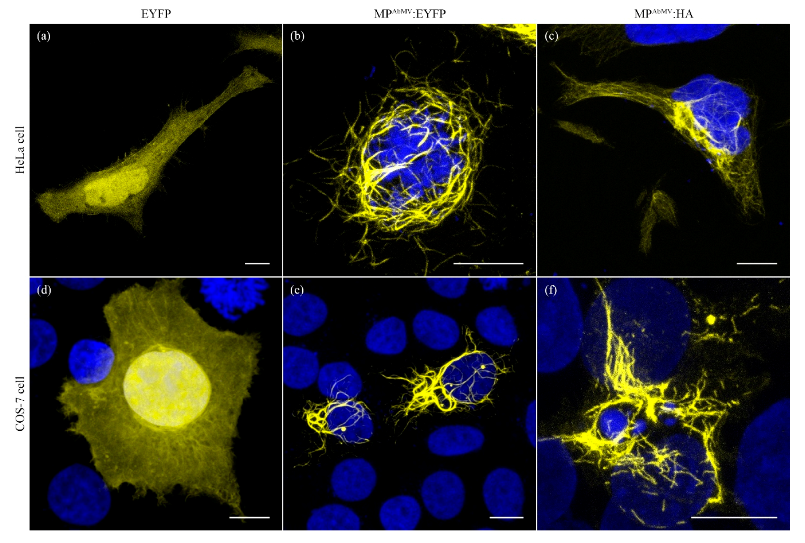 Viruses 09 00334 g002 Viruses 09 00334 g002