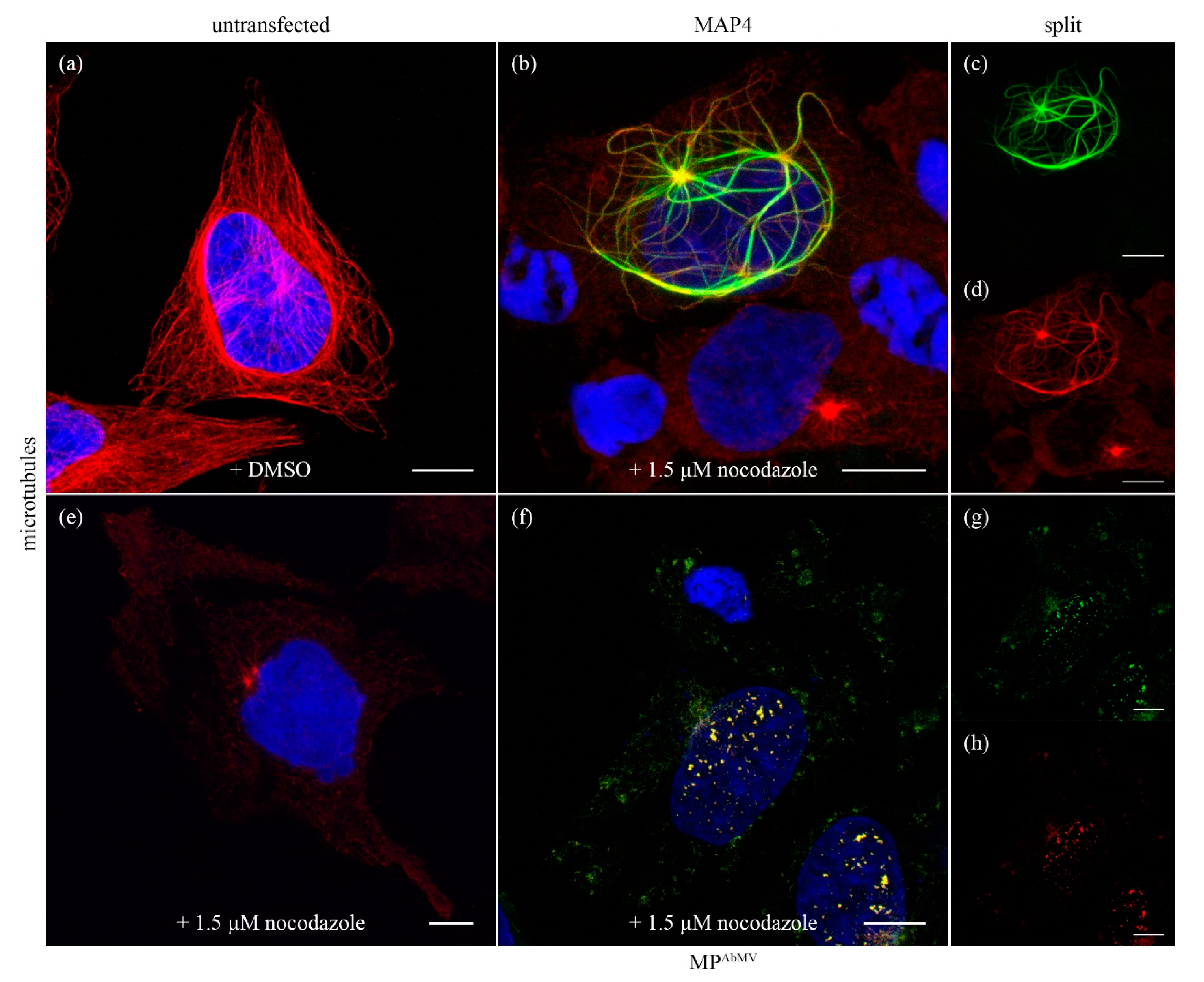 Viruses 09 00334 g004 Viruses 09 00334 g004