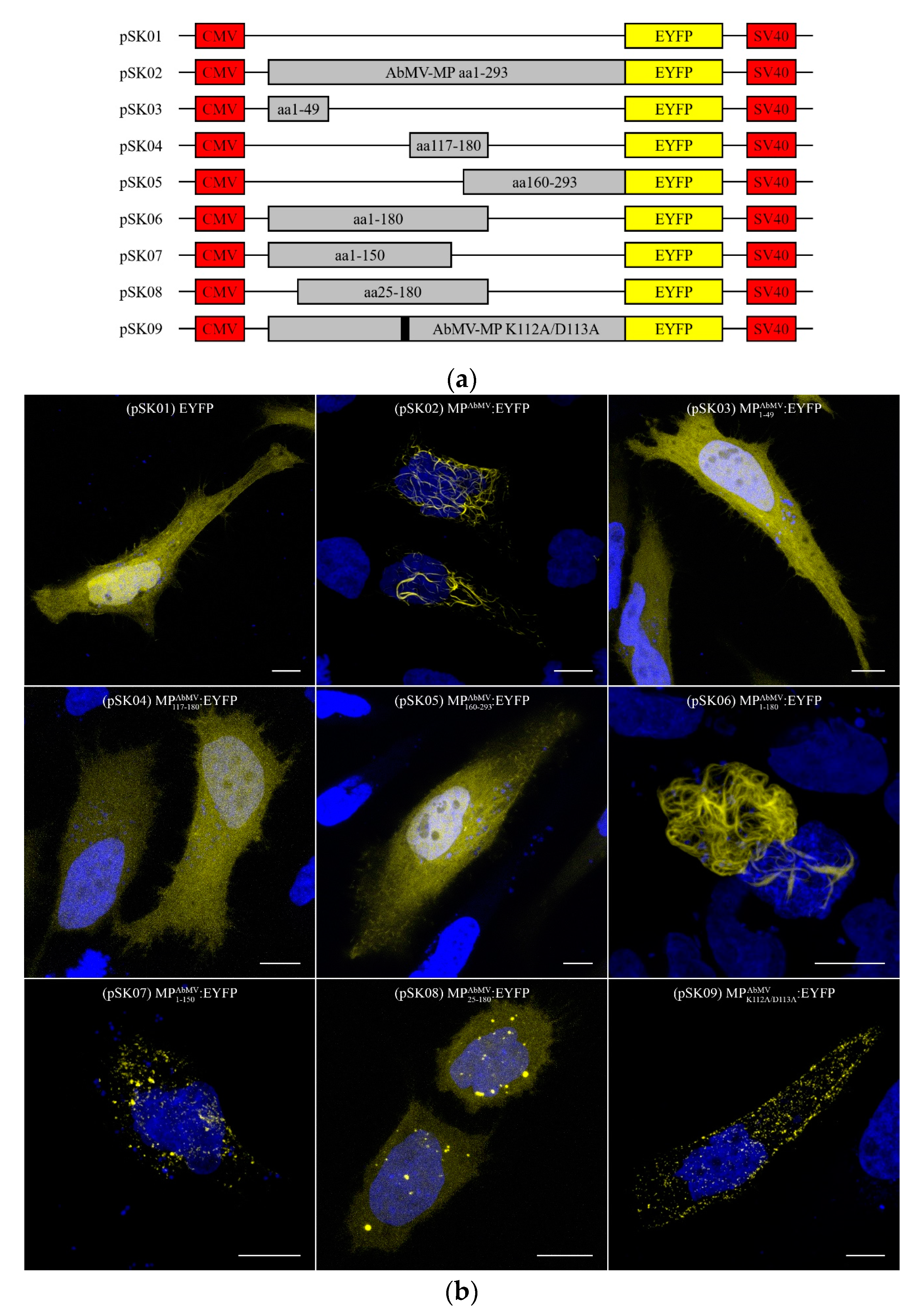 Viruses 09 00334 g005 Viruses 09 00334 g005