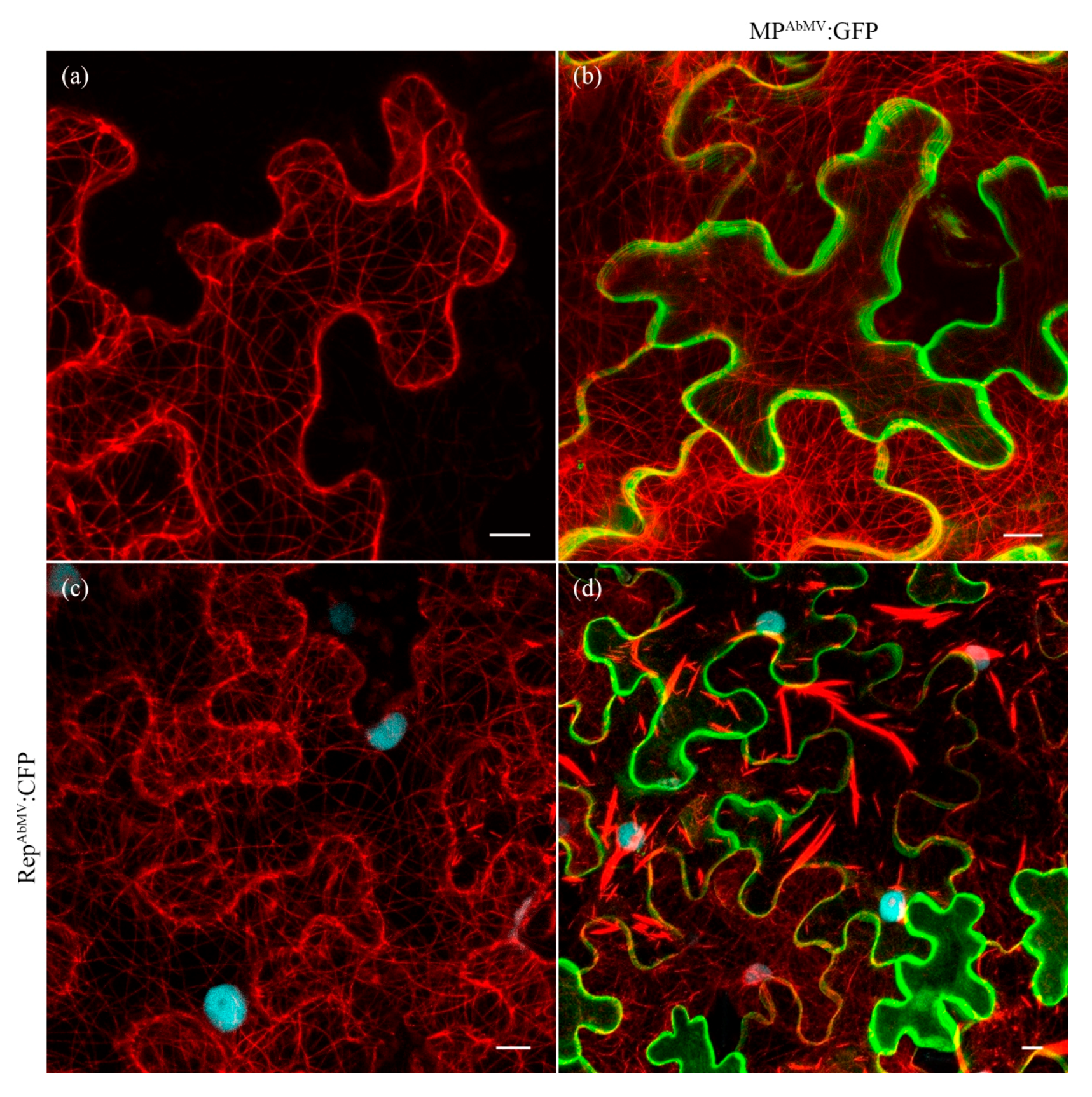 Viruses 09 00334 g006 Viruses 09 00334 g006
