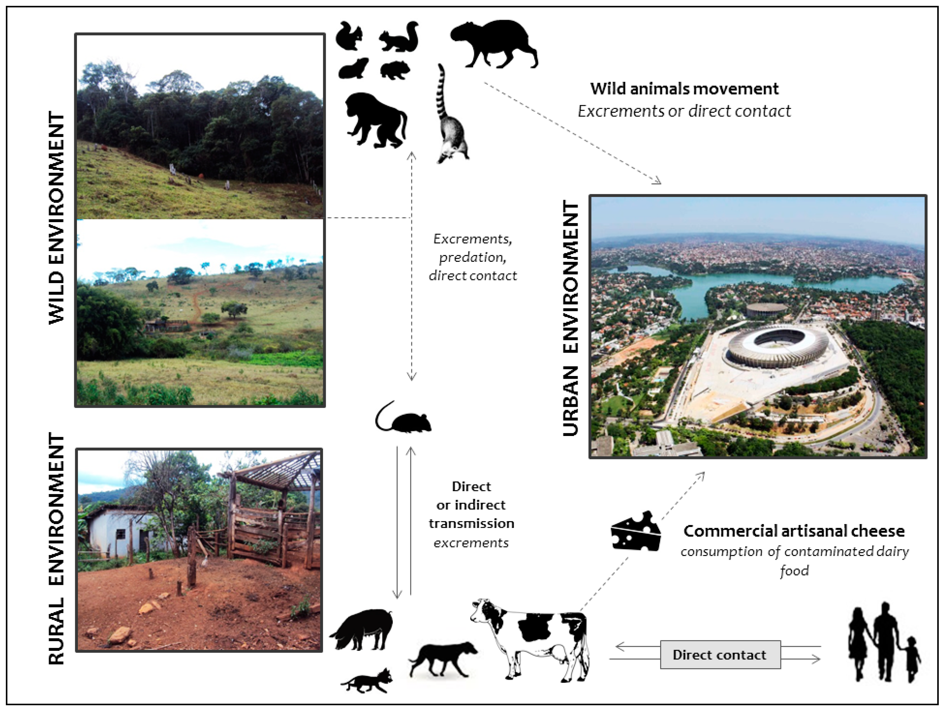 Viruses 09 00340 g005