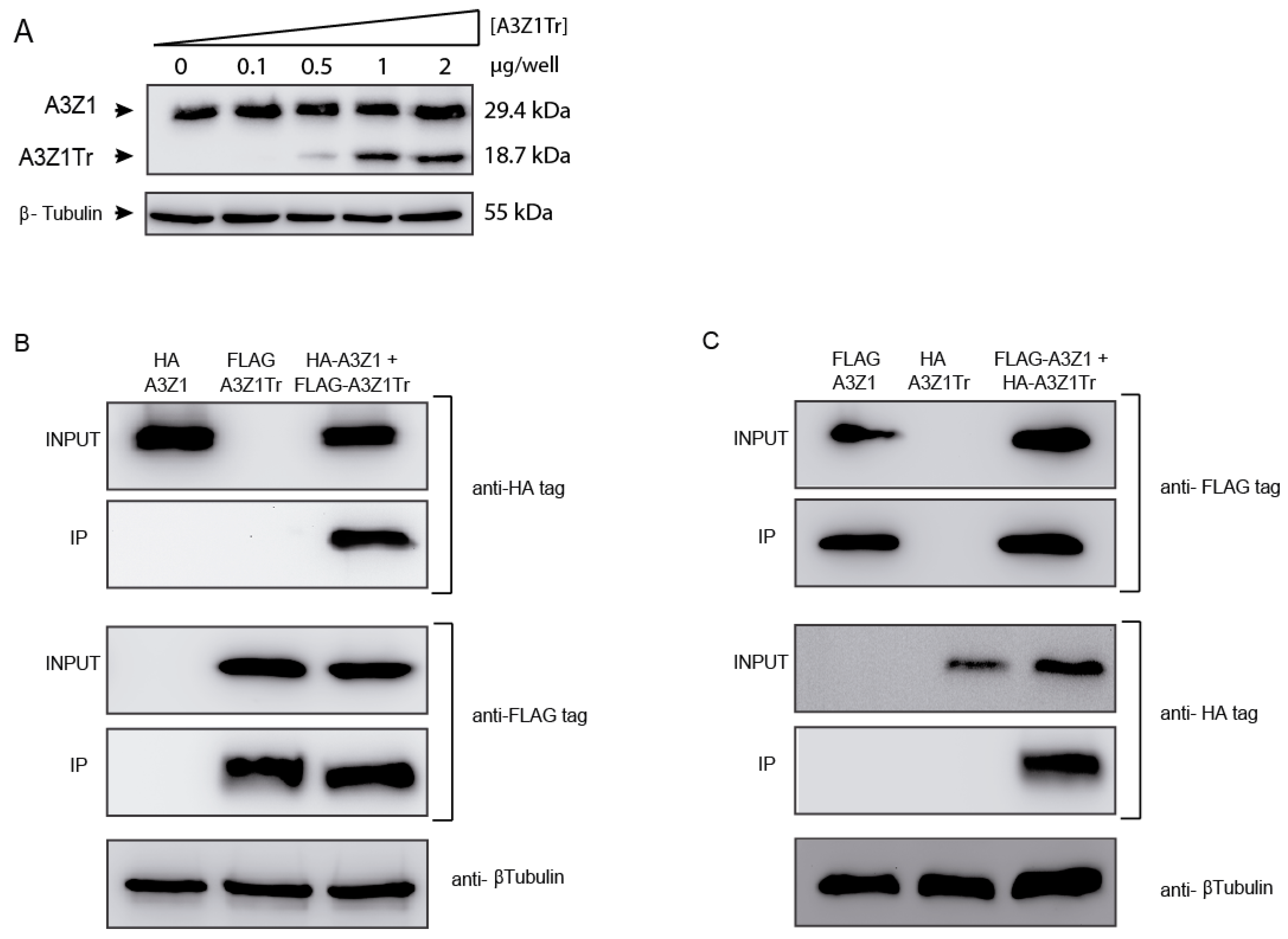 Viruses 09 00345 g003
