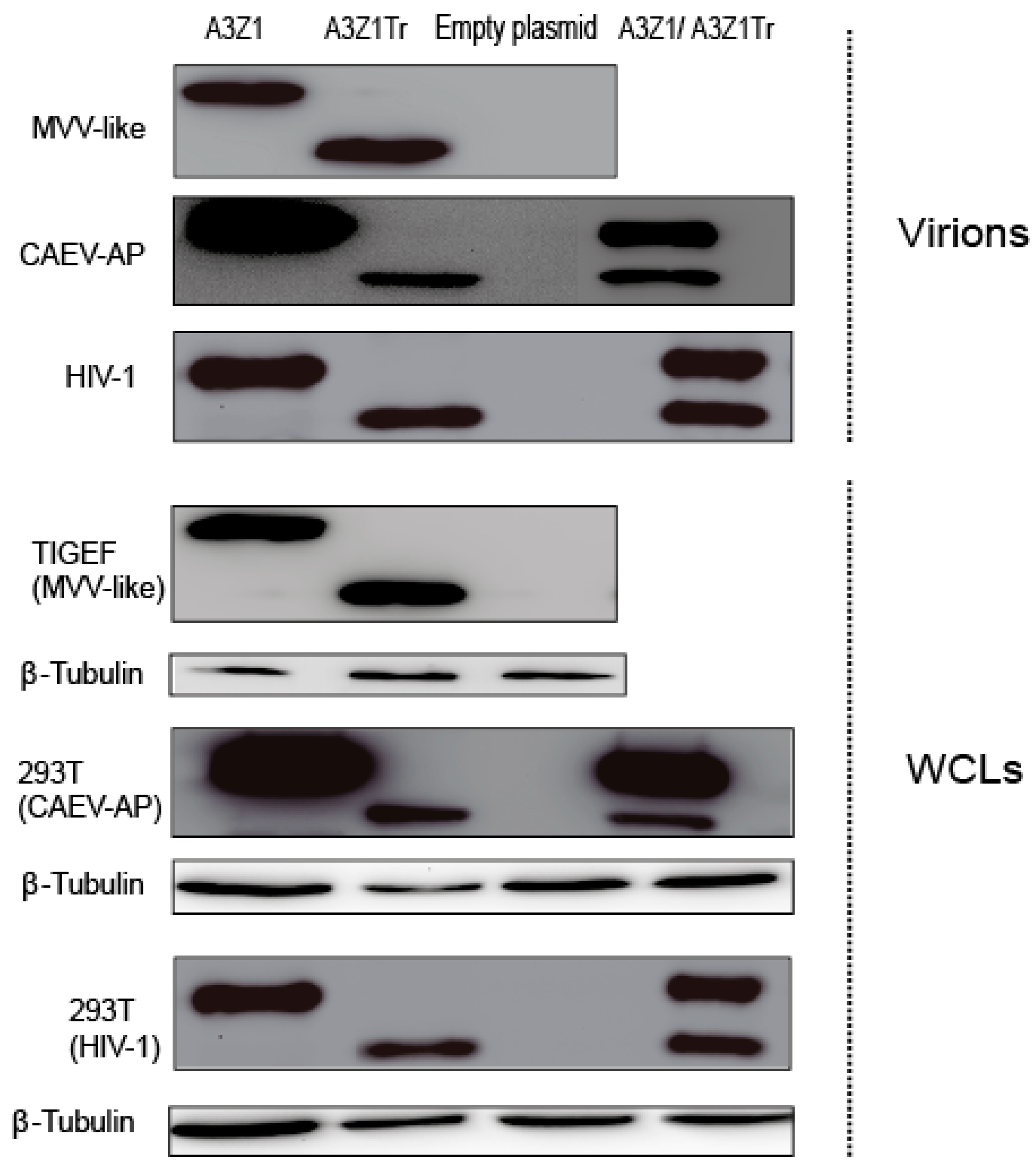 Viruses 09 00345 g004
