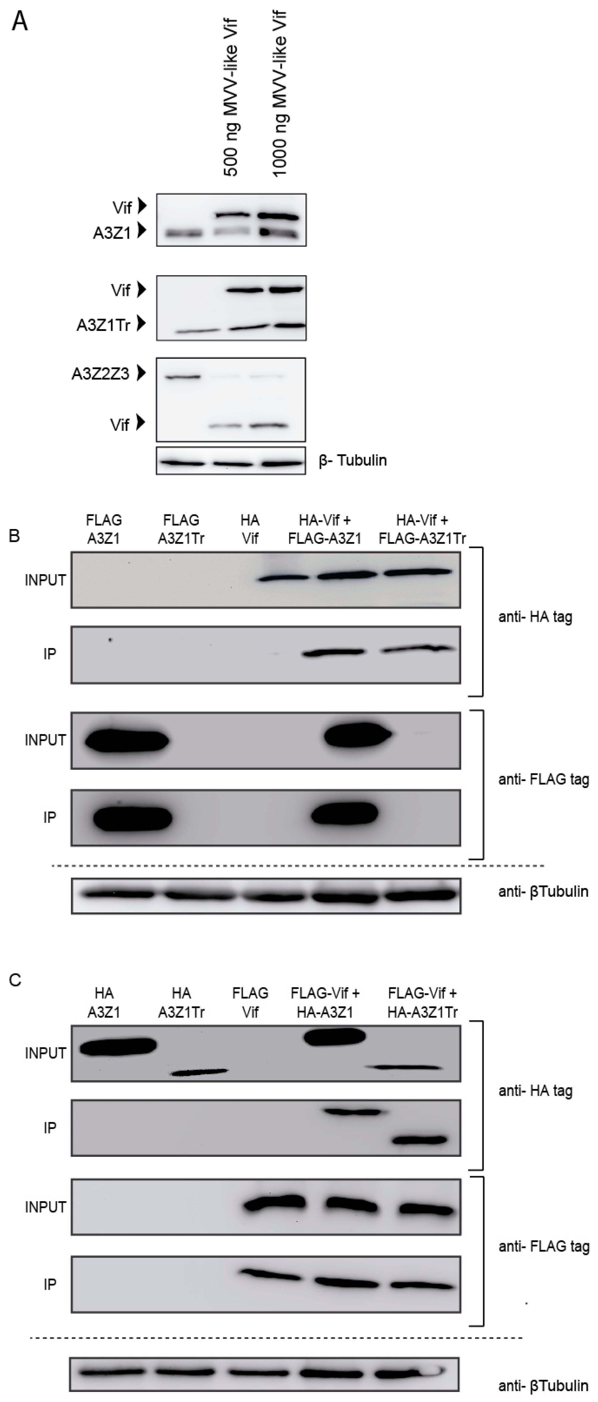 Viruses 09 00345 g005