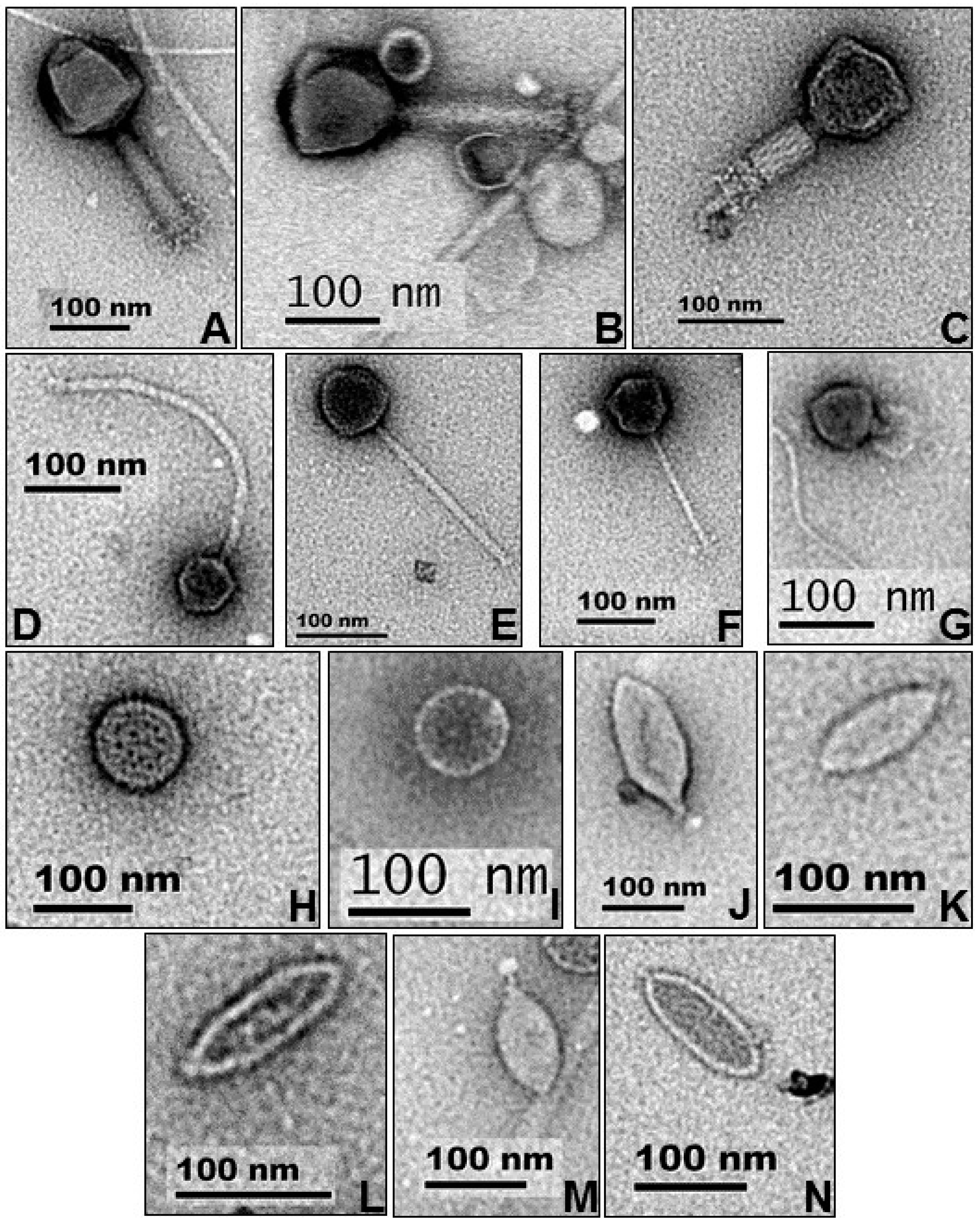 Viruses 09 00348 g001 Viruses 09 00348 g001