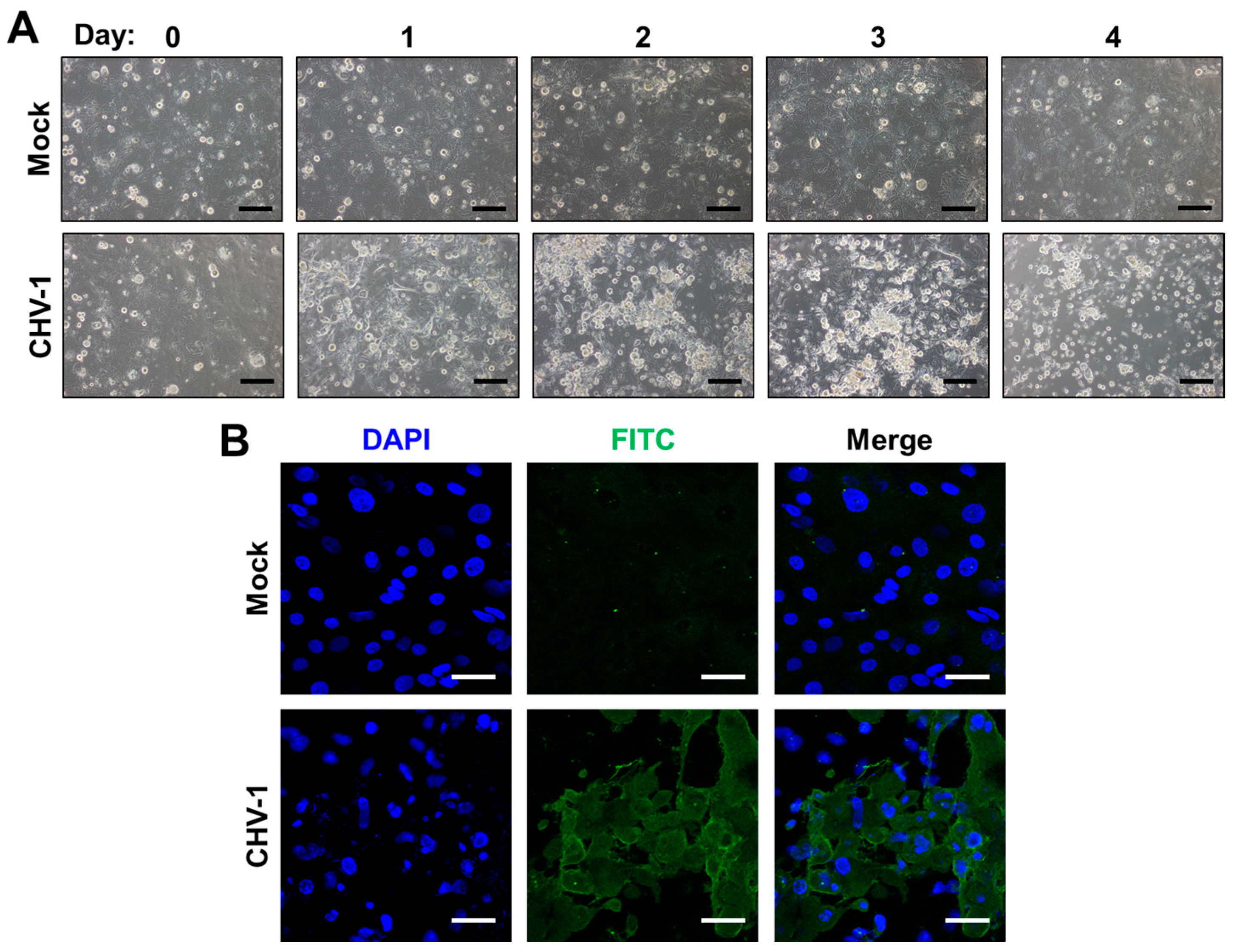 Viruses 09 00349 g001