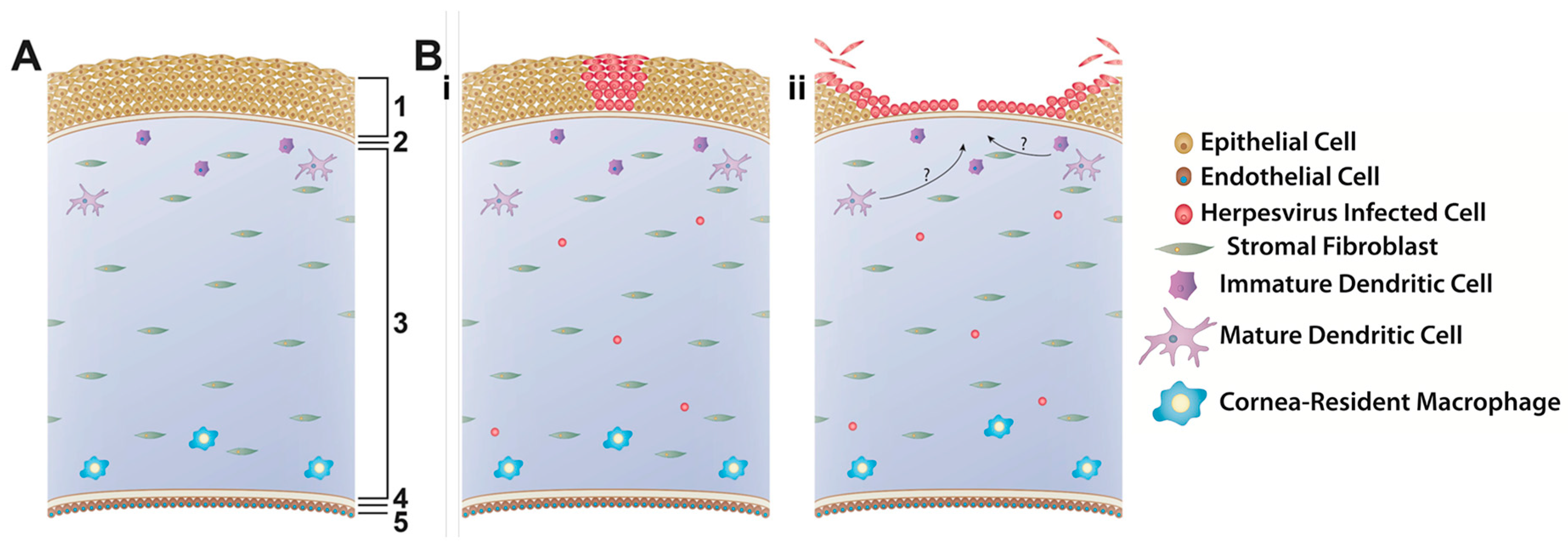 Viruses 09 00349 g002