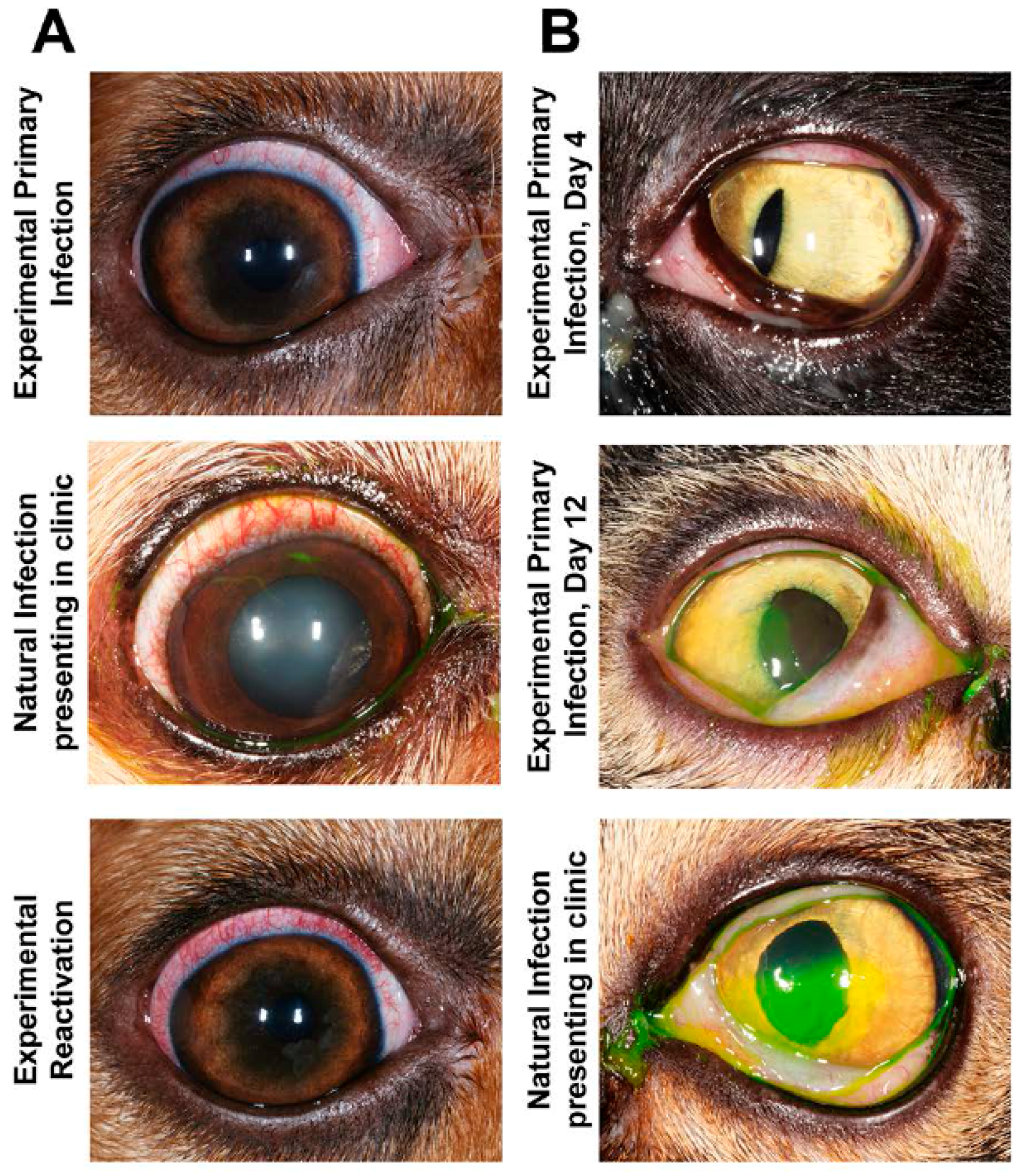 Viruses 09 00349 g004