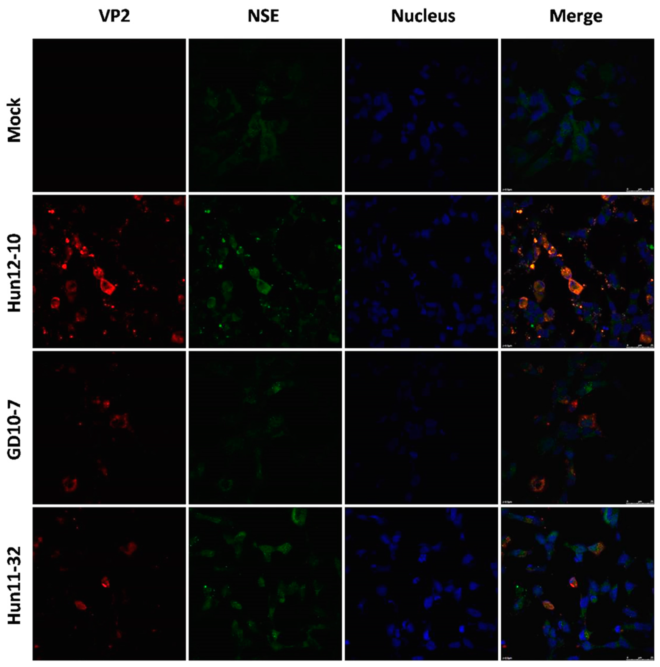 Viruses 09 00351 g002