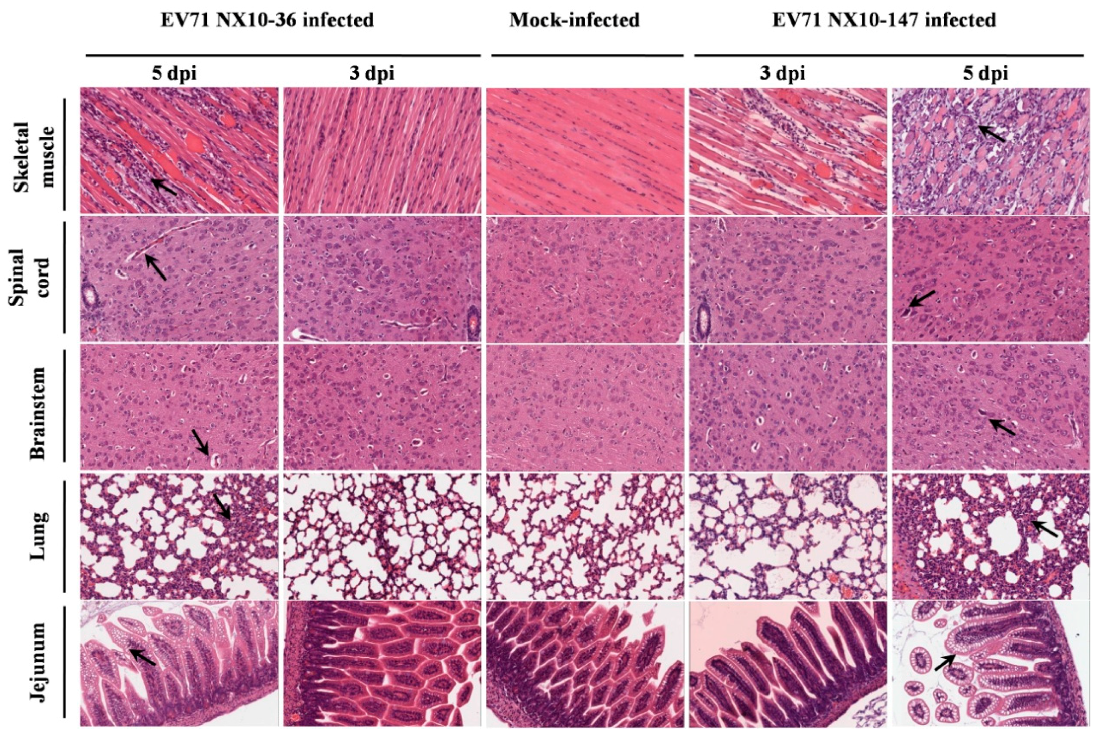 Viruses 09 00351 g007