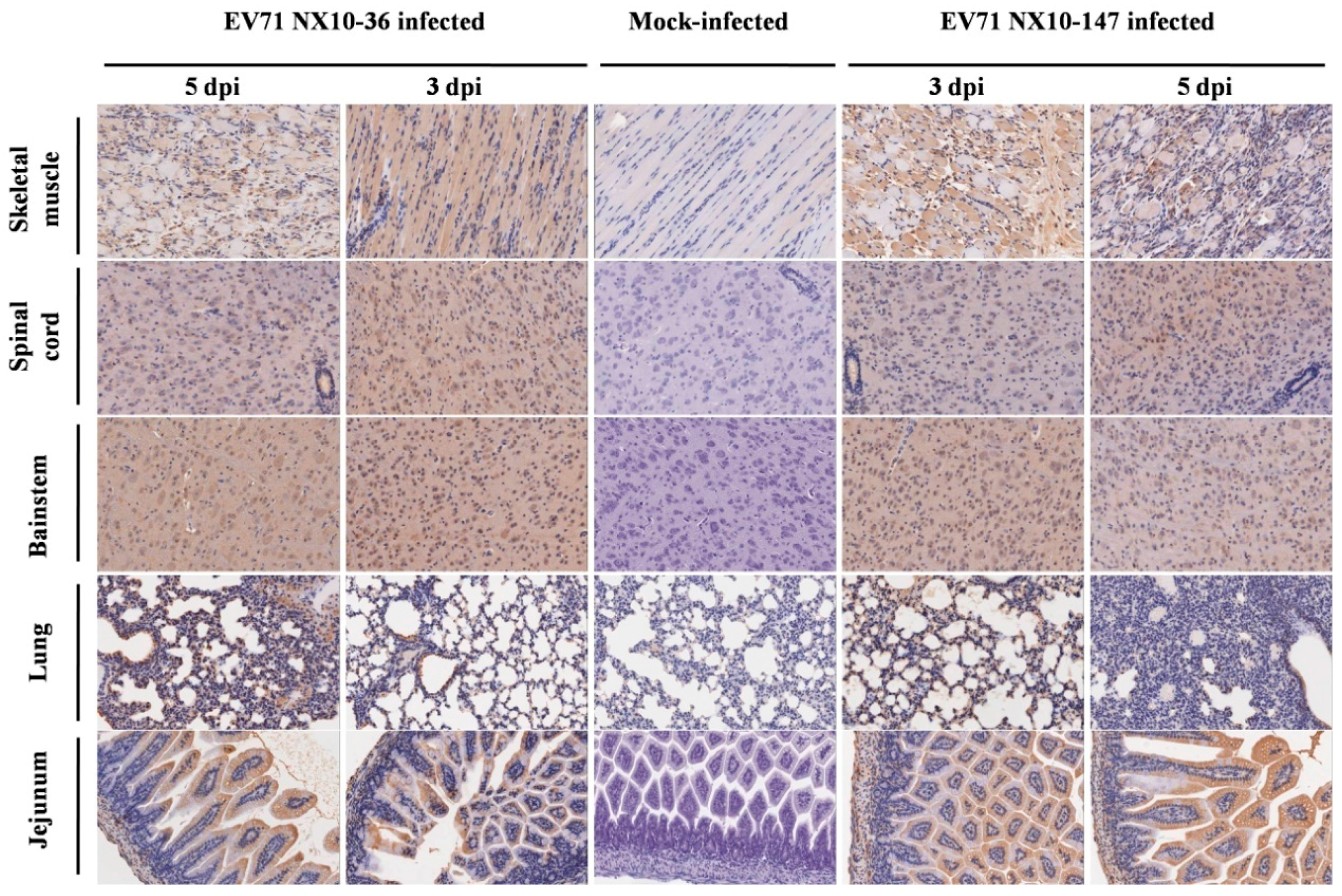 Viruses 09 00351 g008