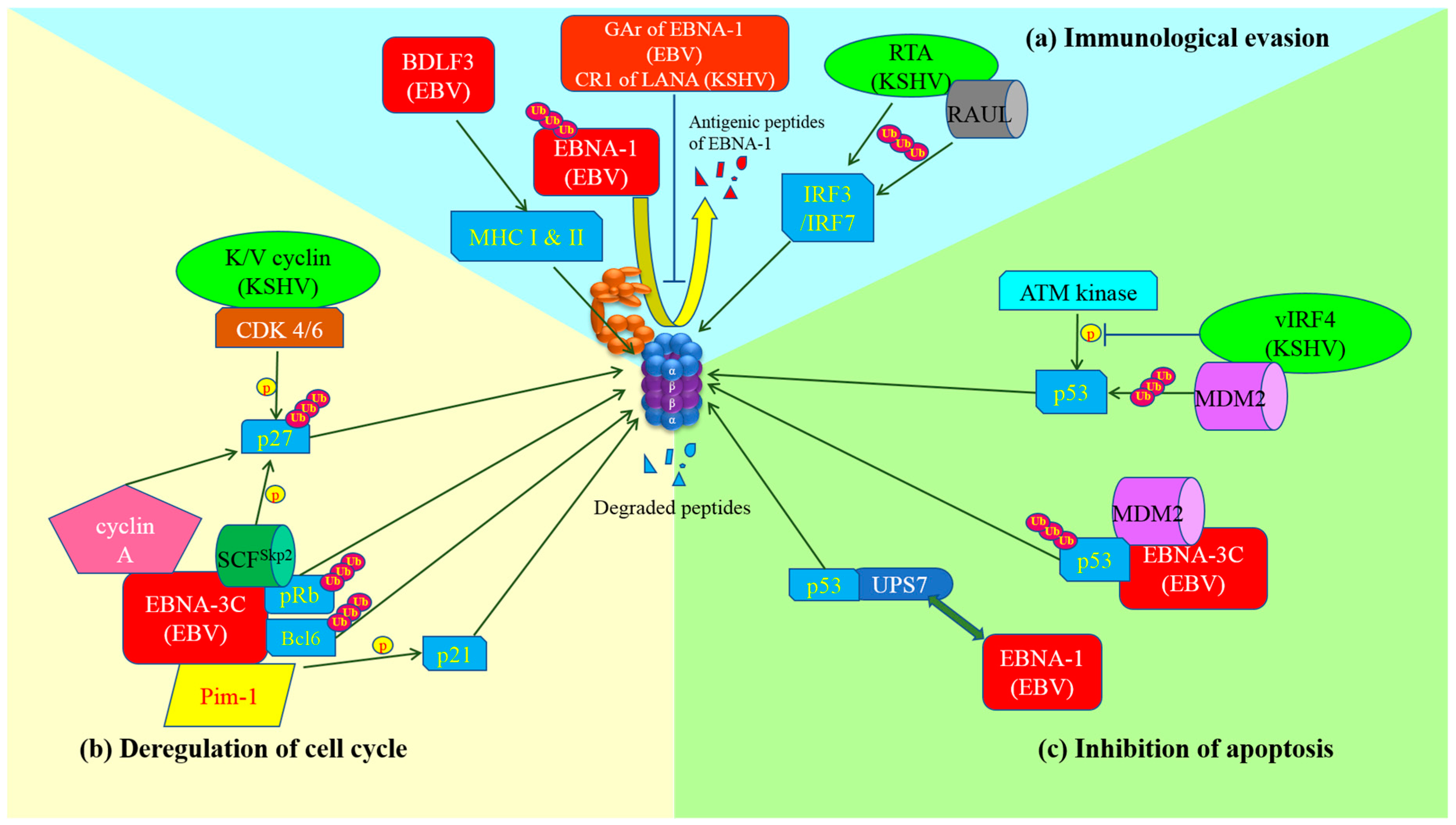 Viruses 09 00352 g001 Viruses 09 00352 g001