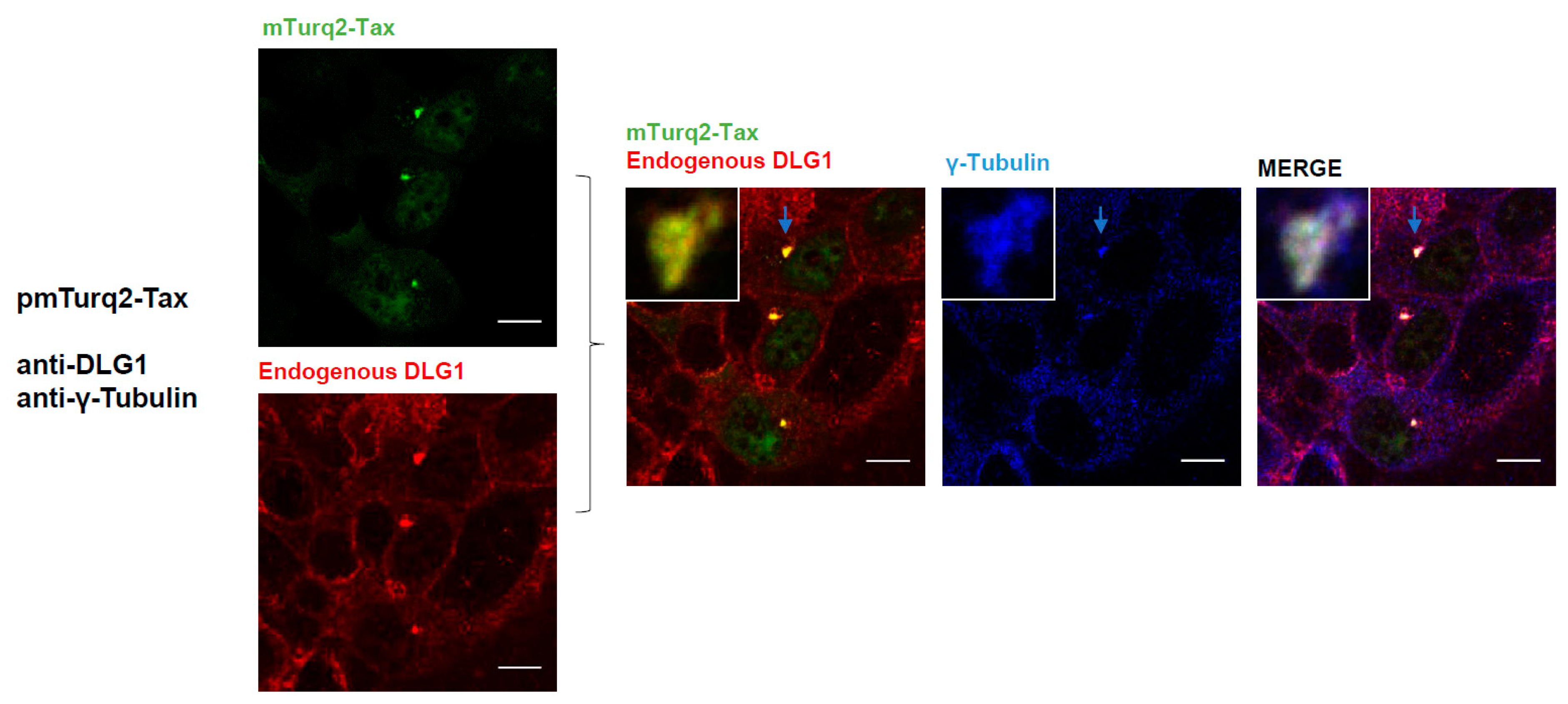 Viruses 09 00355 g006