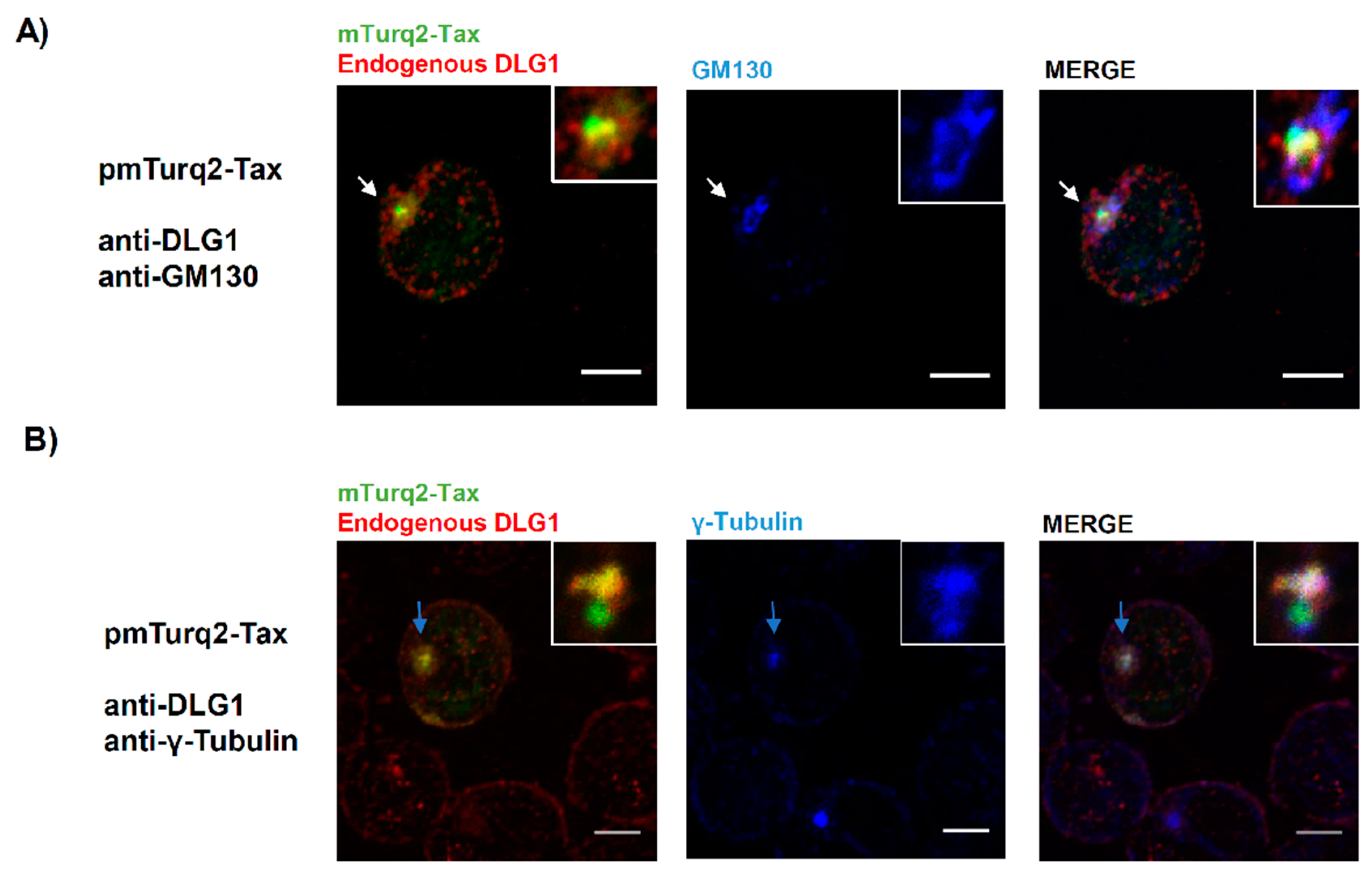 Viruses 09 00355 g008